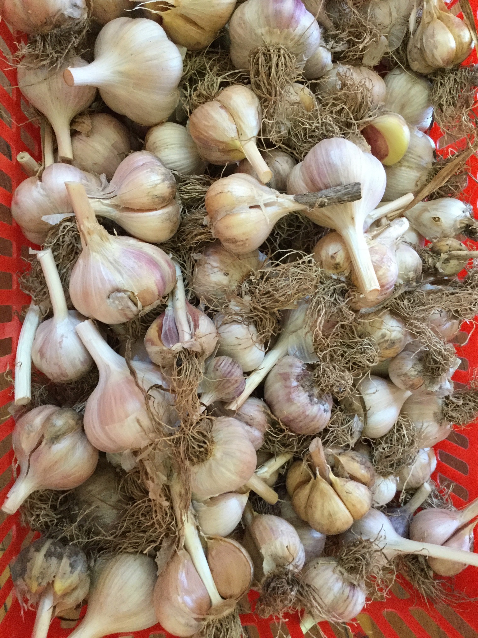 Garlic First Year