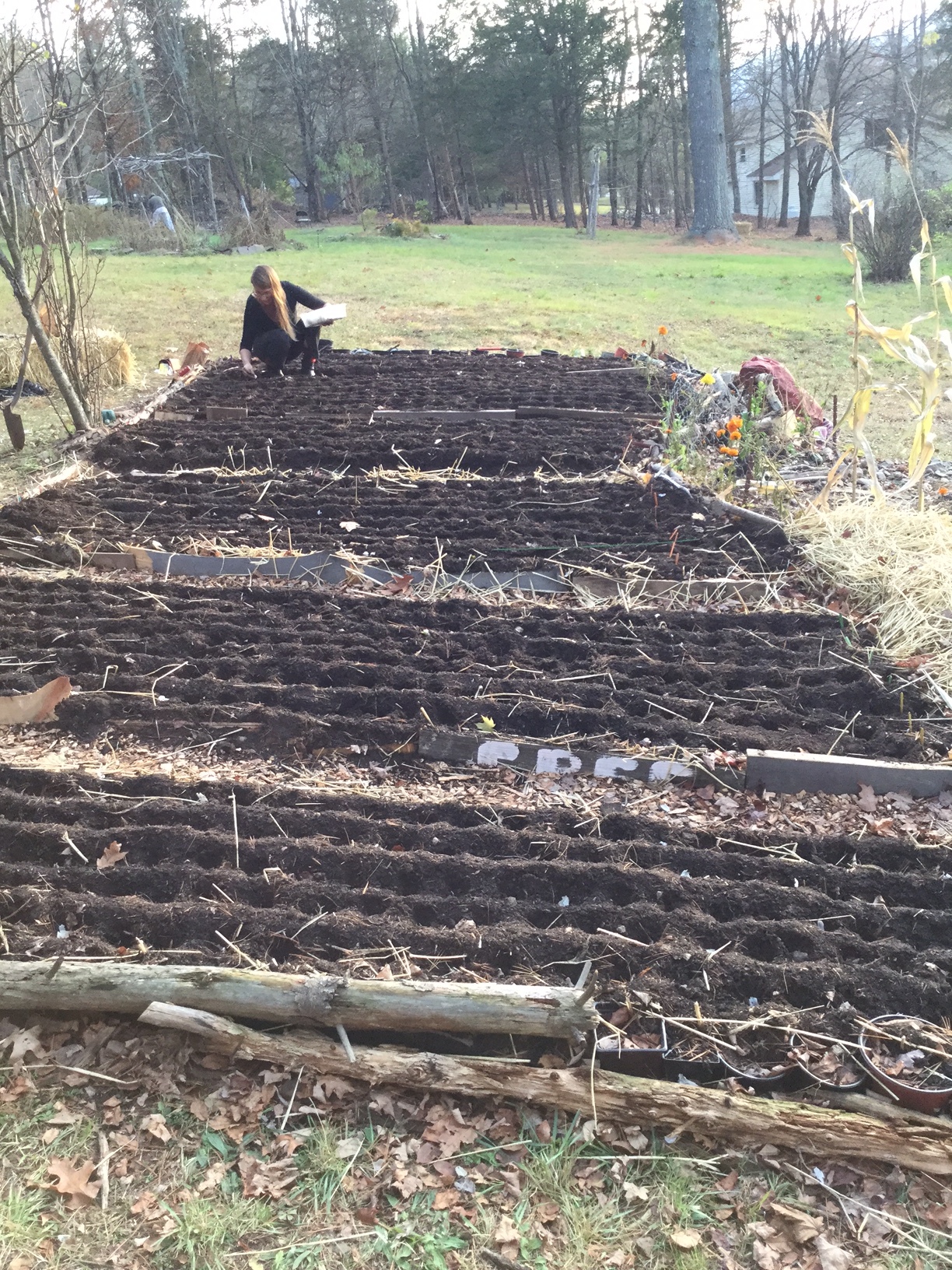 Asia filling garlic beds