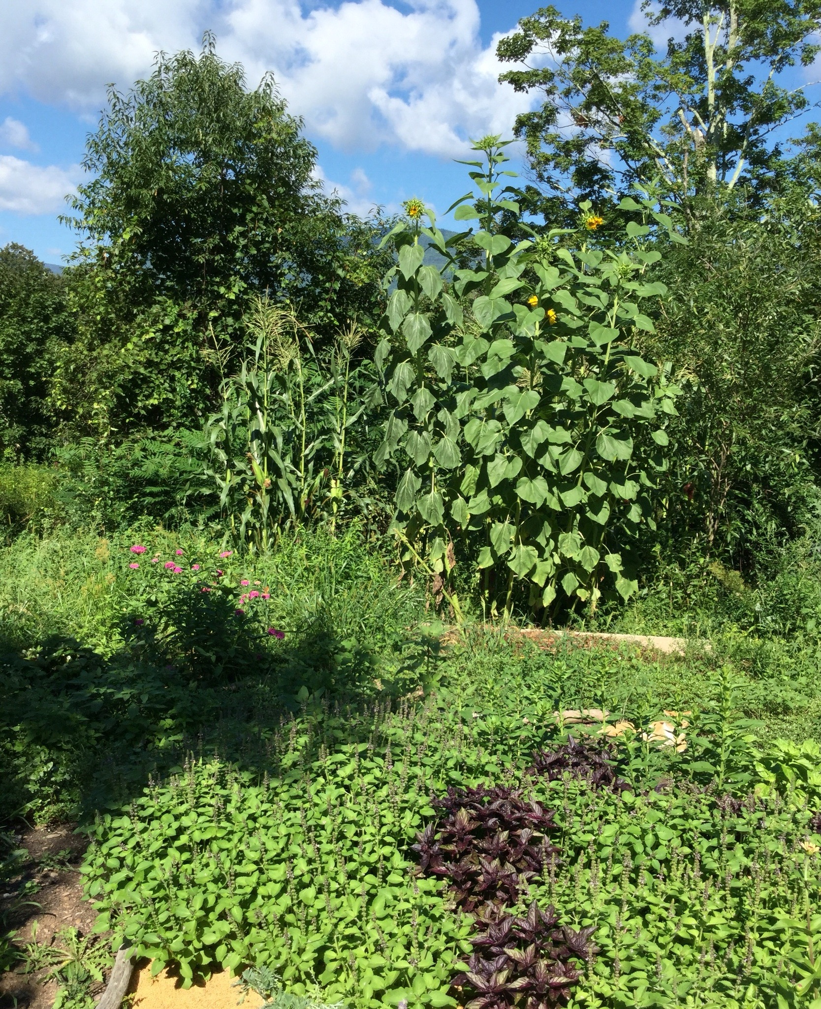 Front Garden, Basil Sunflower Corn