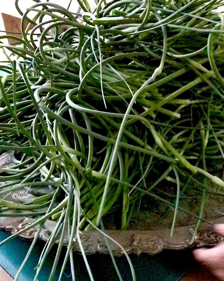 Scapes are giving me all kinds of inspiration, I can&rsquo;t explain, but welcome!! We didn&rsquo;t plan to pick them all, but somehow they jumped into our snapping hands, thanks everyone who came over! To the garlic and it&rsquo;s magic! #garlic #sc