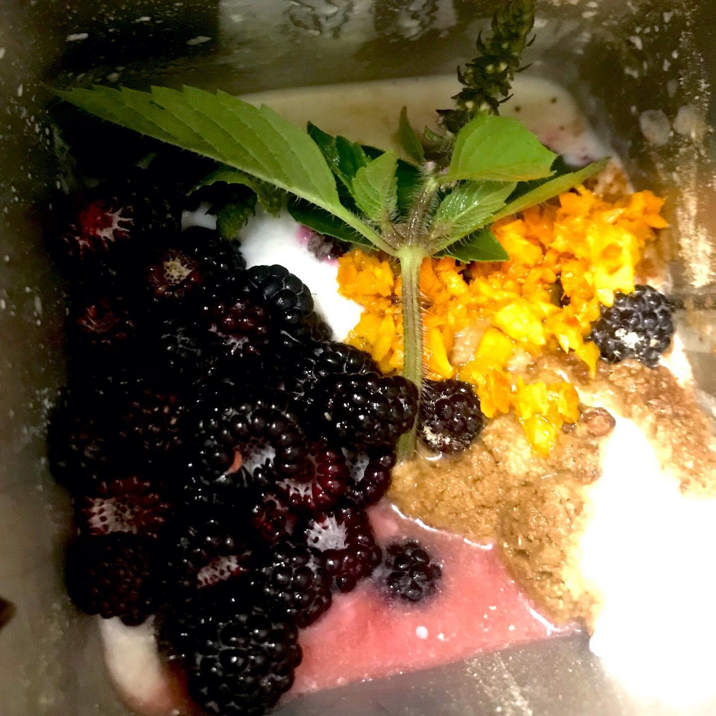 Some how hurt my arm, hopefully just a swollen lymph node, so I&rsquo;m anti inflaming, immune boosting it up! Homemade Kefir smoothly with our turmeric ginger salt pickle, fresh wild raspberries, our new tulsi buds, star catcher&rsquo;s best spring 