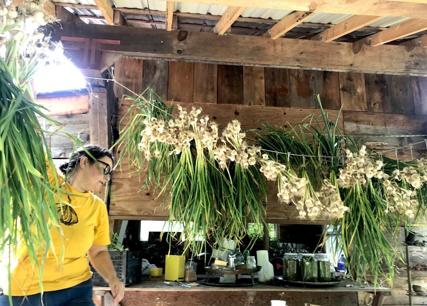Into our 4th year of growing garlic and This year is the best harvest, best looking garlic we&rsquo;ve had! Looking forward to more of this amazing regenerative winter growing hudson valley immunity vampire warding special bulb! Highly recommend star
