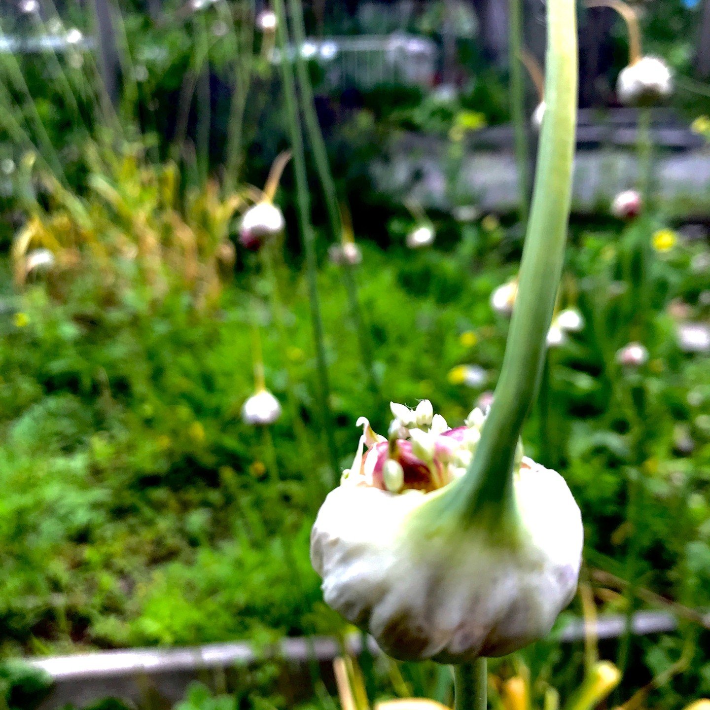 Save the scapes! before they get like this! (UNLESS you want to start garlic from true seed and are young enough to follow this through!) - Spots still available in our Scape fermentation workshop, This Saturday June 29th - where we will go through w