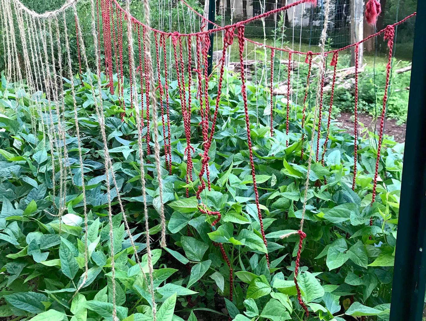 beans are strung, garlic is hung. thanks @mercurymovesme