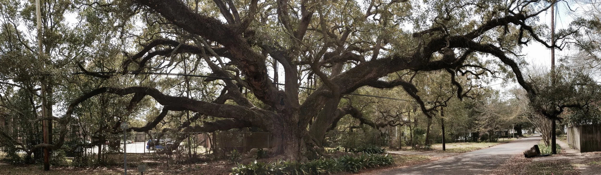 The Duffie Oak, a 300-year-old live oak in Mobile, Alabama.