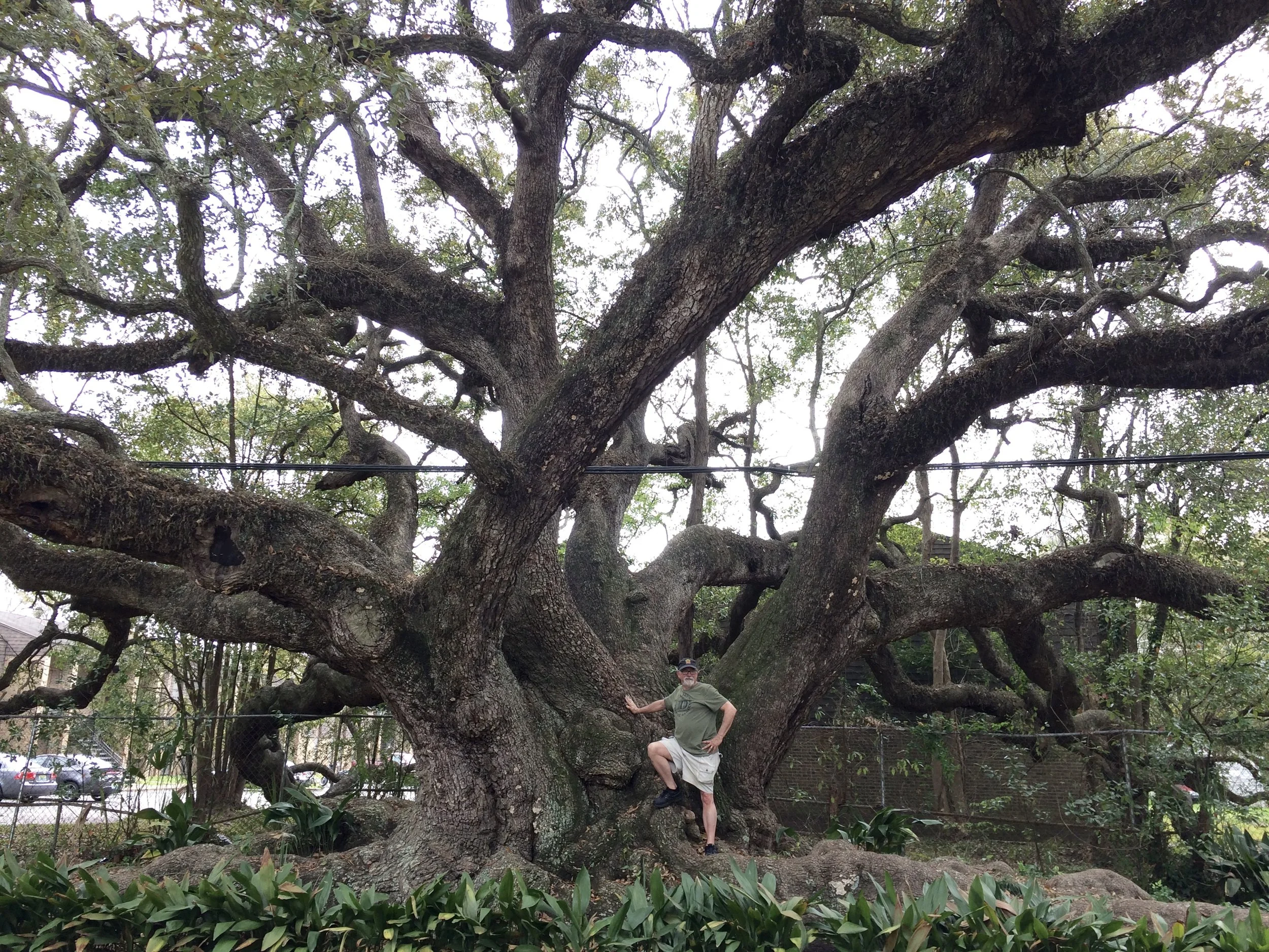 That's me, putting the Duffie Oak in perspective.