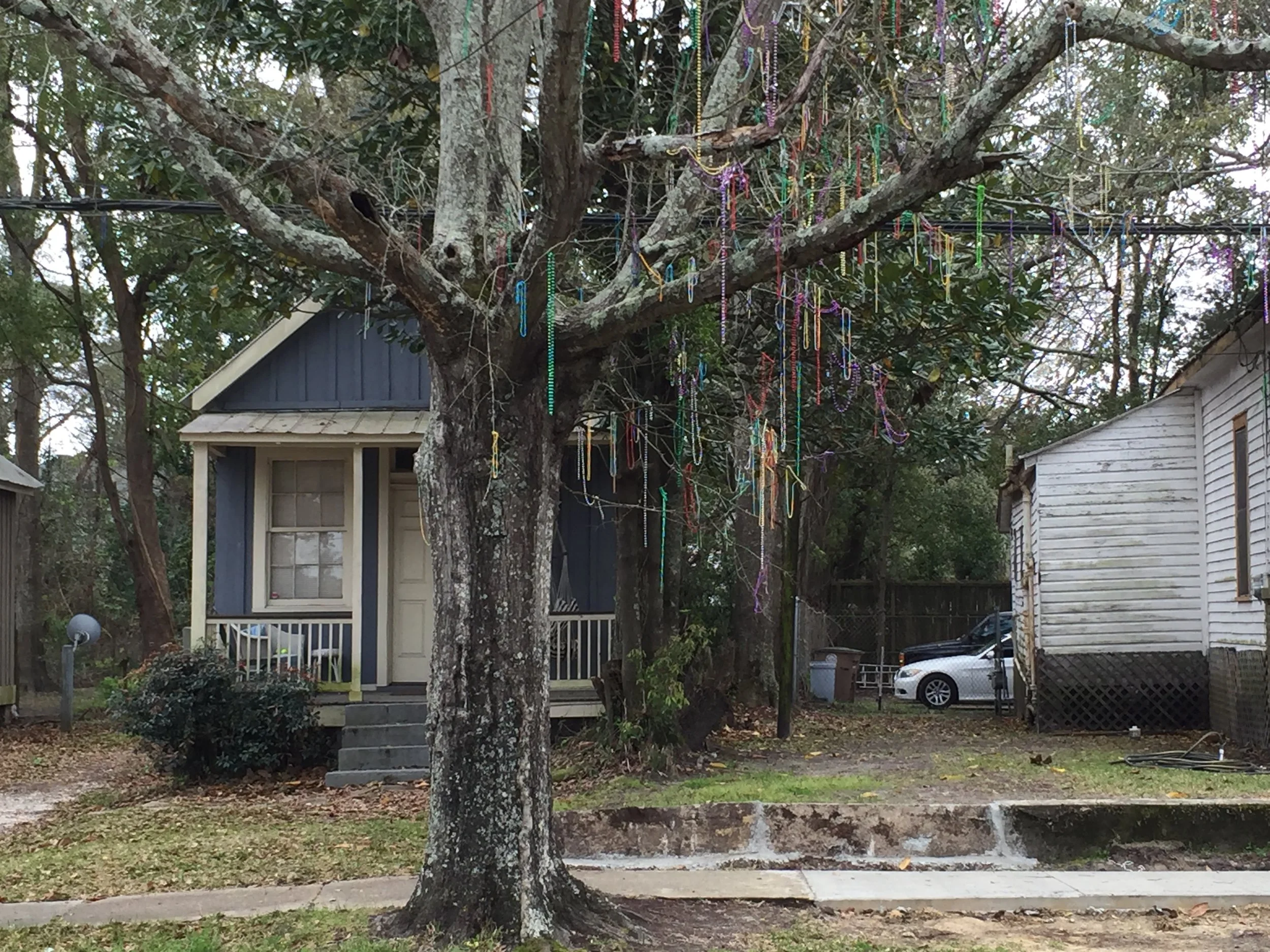 A tree on the same street, showing signs of the recently-ended Mardi Gras.