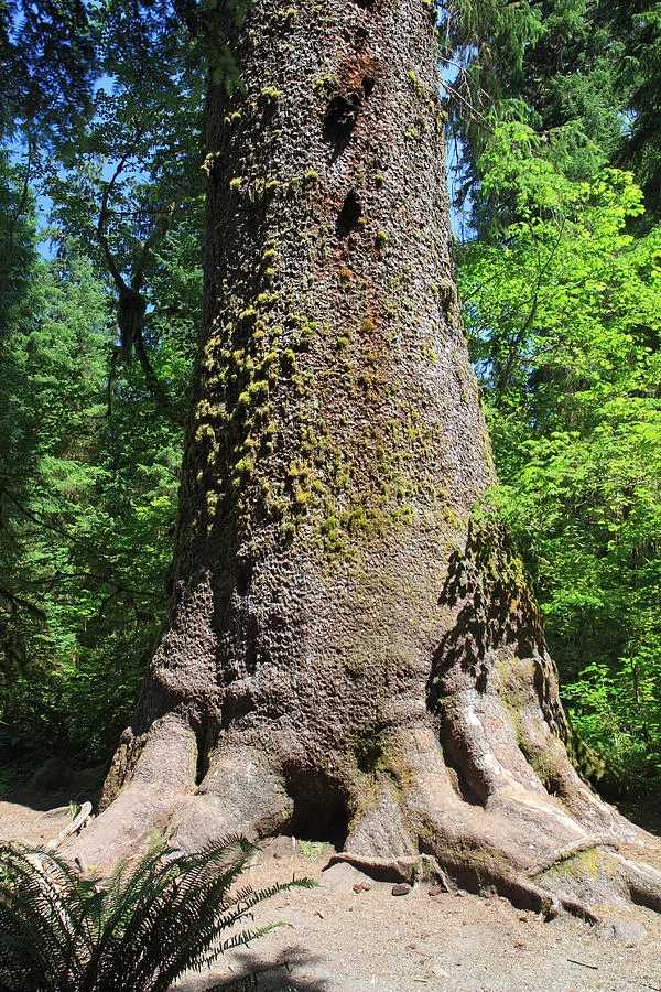 This Sitka spruce in the Hoh Rainforest in Olympic National Park, was toppled by a storm in 2015.