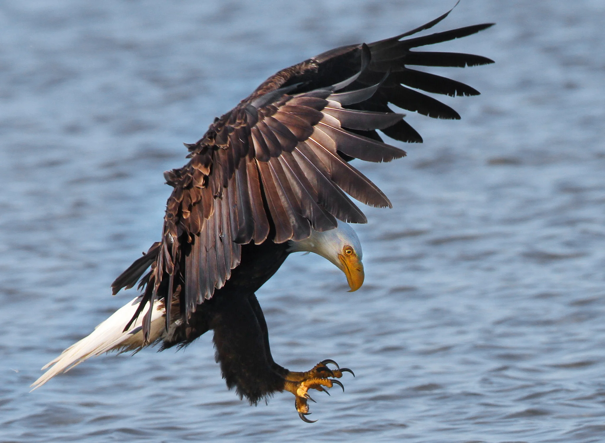 A bald eagle on the hunt. Nigel/Flickr through Community Commons.