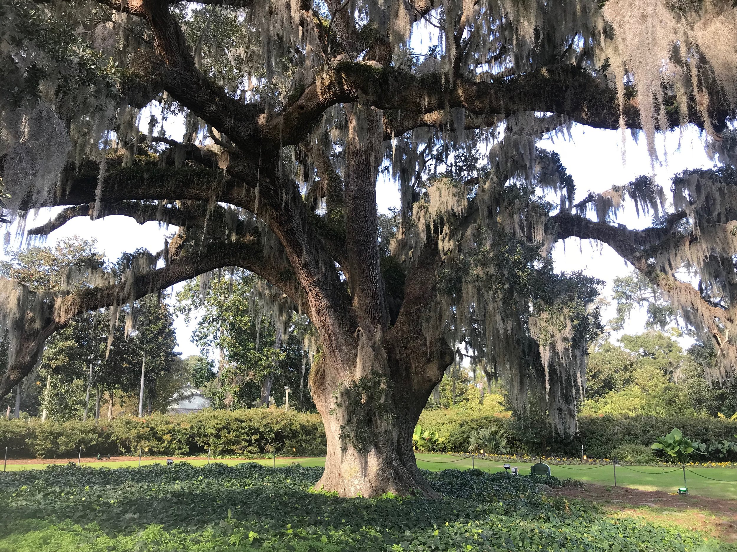  The Airlie Oak in Wilmington, NC. 