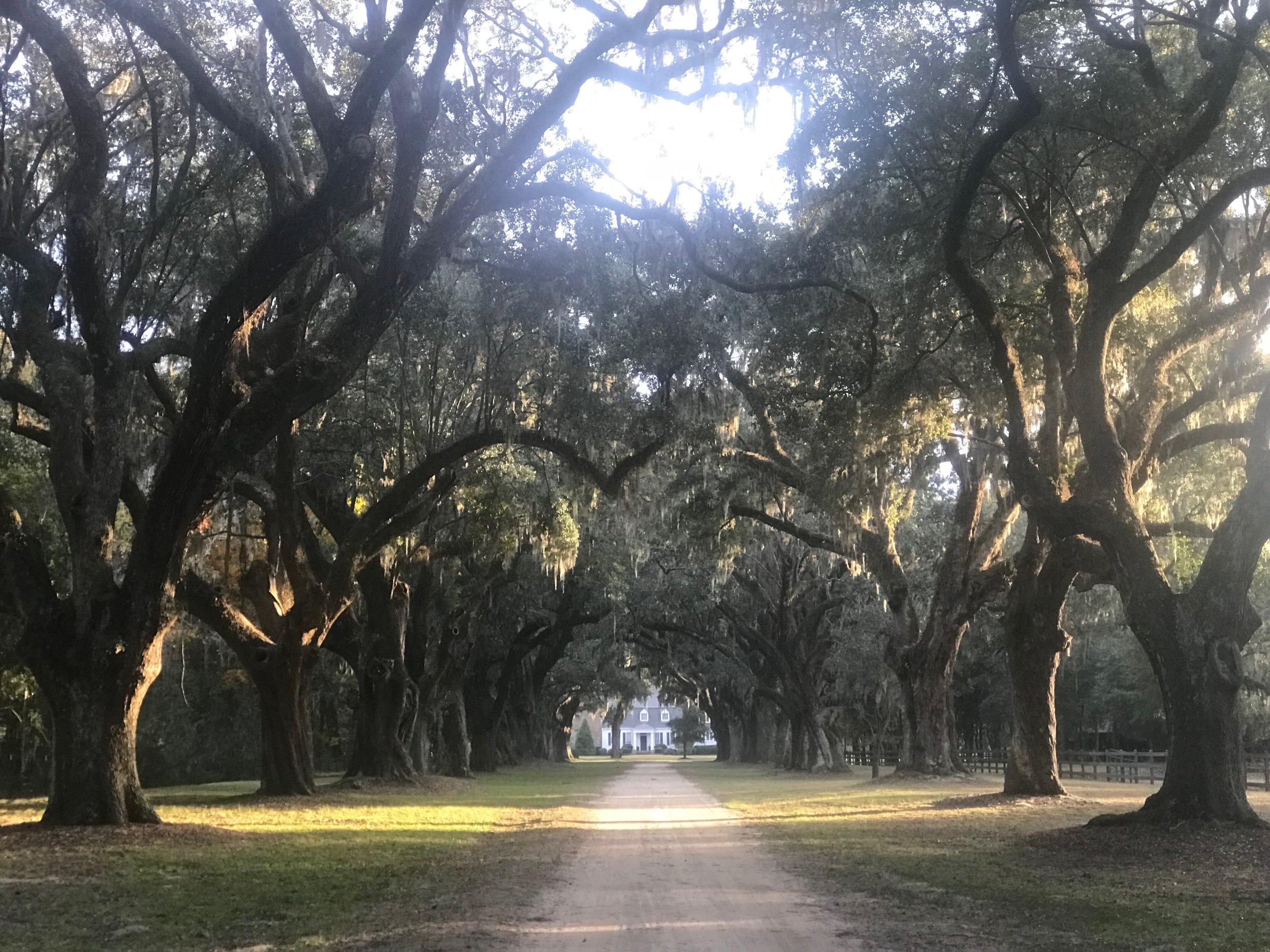  The entrance to the Oakland Plantation in Mount Pleasant, SC. 