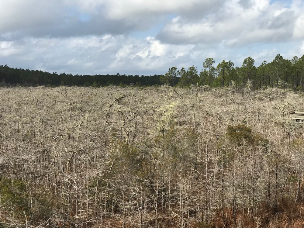  A forest of dwarf cypress trees, some thought to be 300 years old, in Tate's Hell State Forest. 
