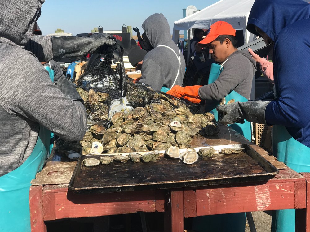  Shucking oysters at the Apalachicola Seafood Cook-off. 