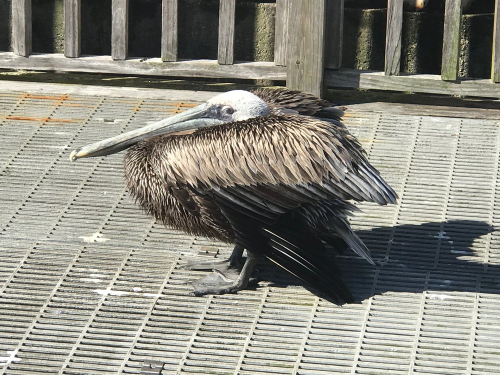  A pelican hunches on a dock in Apalachicola, Fla. 