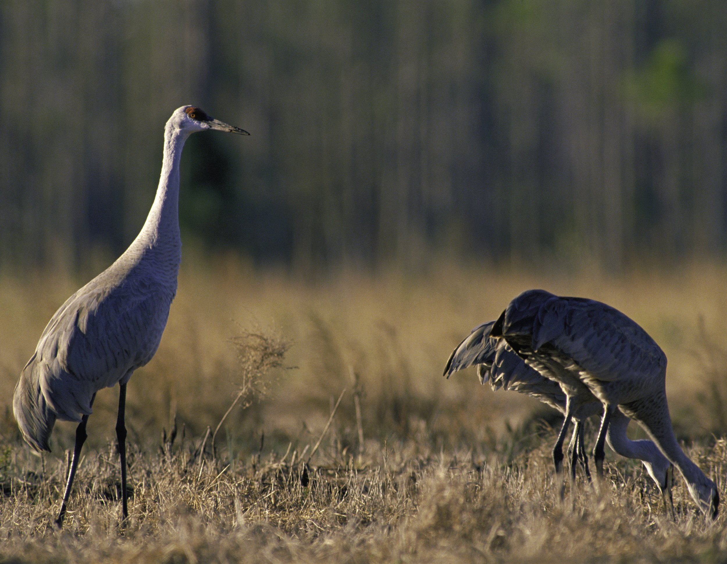  Three Mississippi sandhill cranes grazing on the national refuge near Gautier, Miss. Photo by U.S. Fish and Wildlife Service 