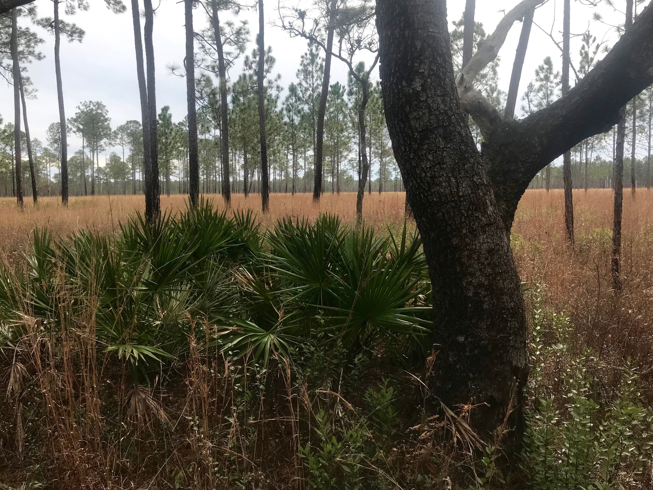  The wet pine savanna habitat in the Southeastern U.S. has shrunk to less than 5 percent of its former size. Rick Holmes photo 