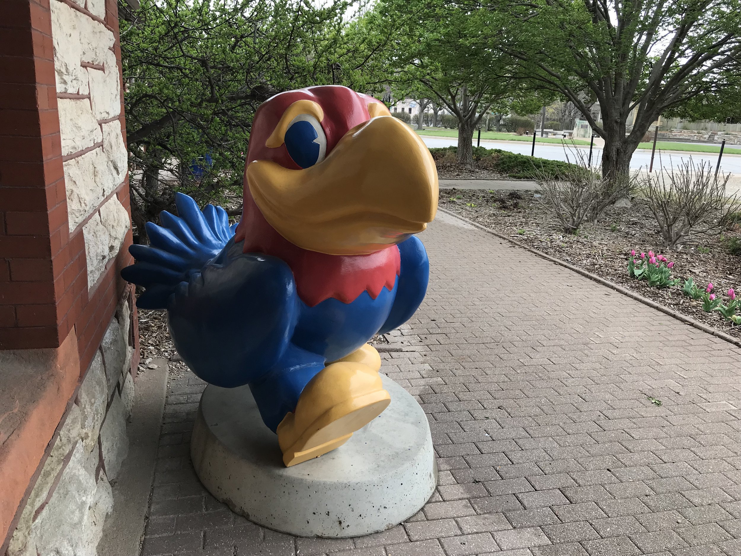  The University of Kansas Jayhawk is descended from the Jayhawkers who fought for the Free State of Kansas. 