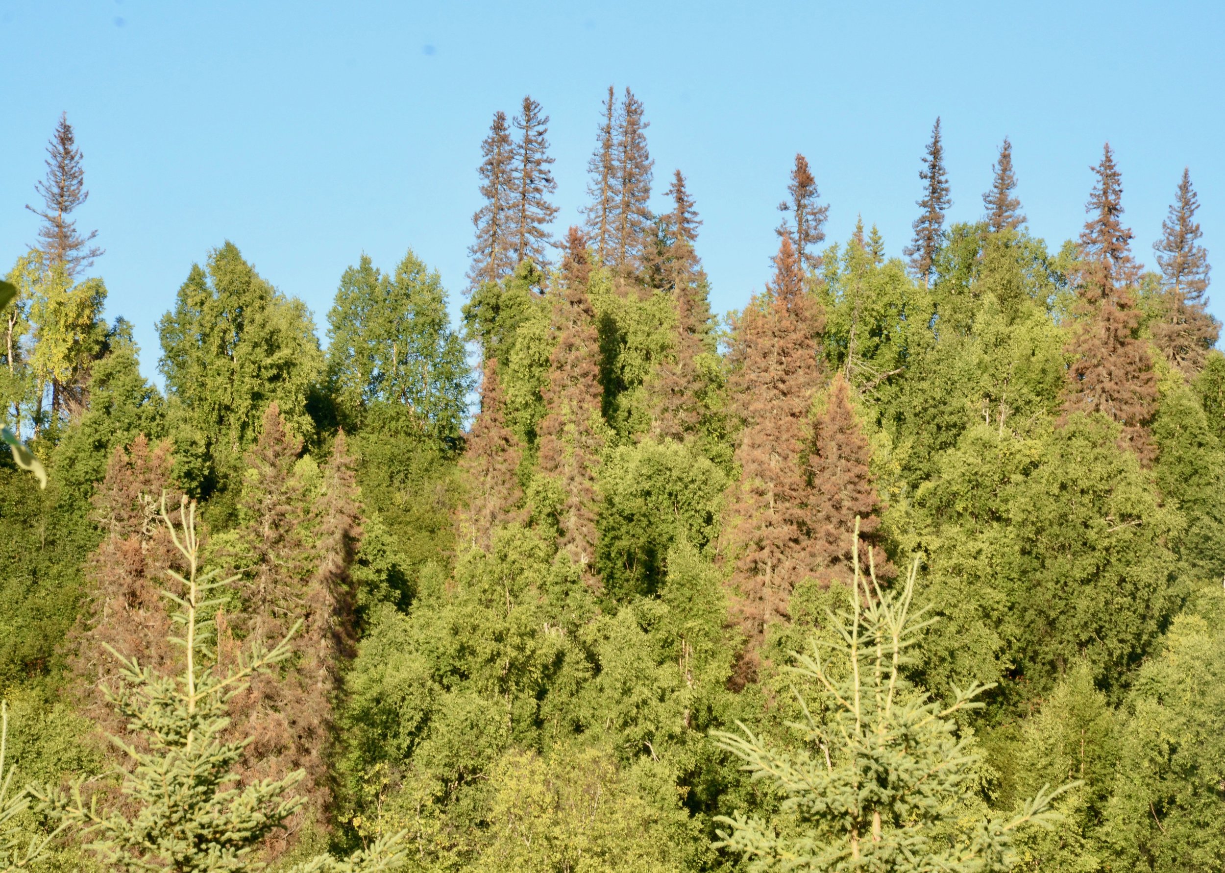  Dead white spruce trees near Denali National Park, killed by bark beetles and climate change. 