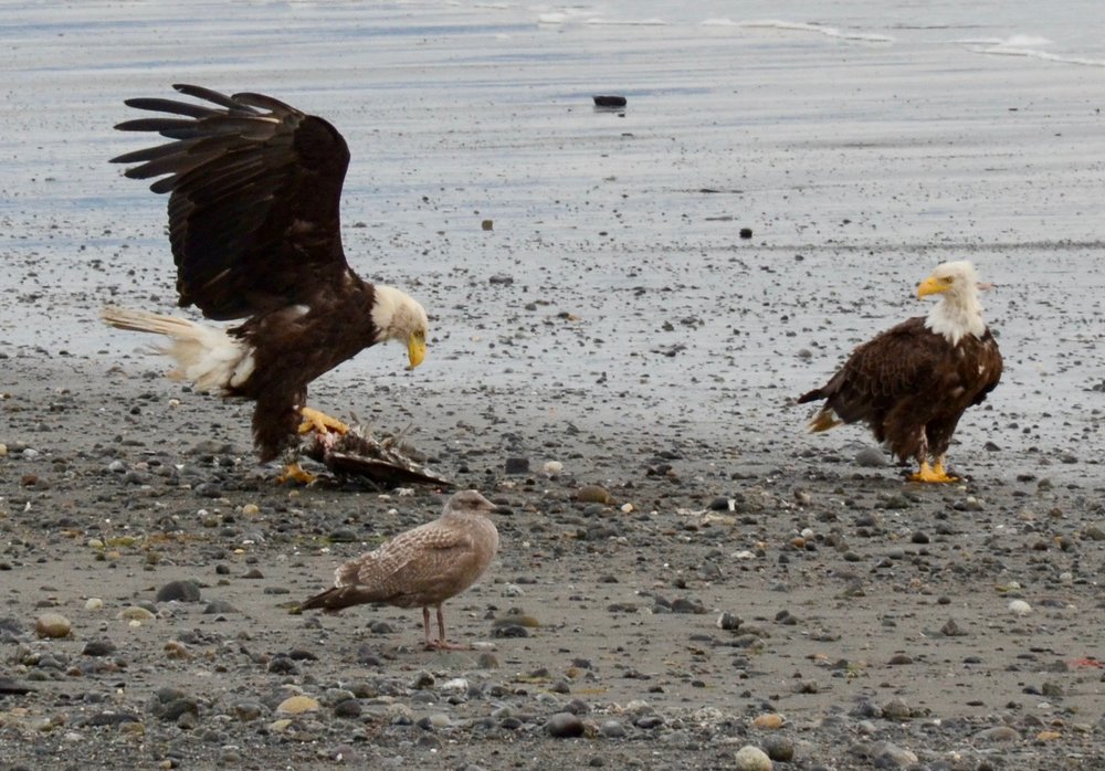  Bald eagles picnicking on the beach in Homer. 
