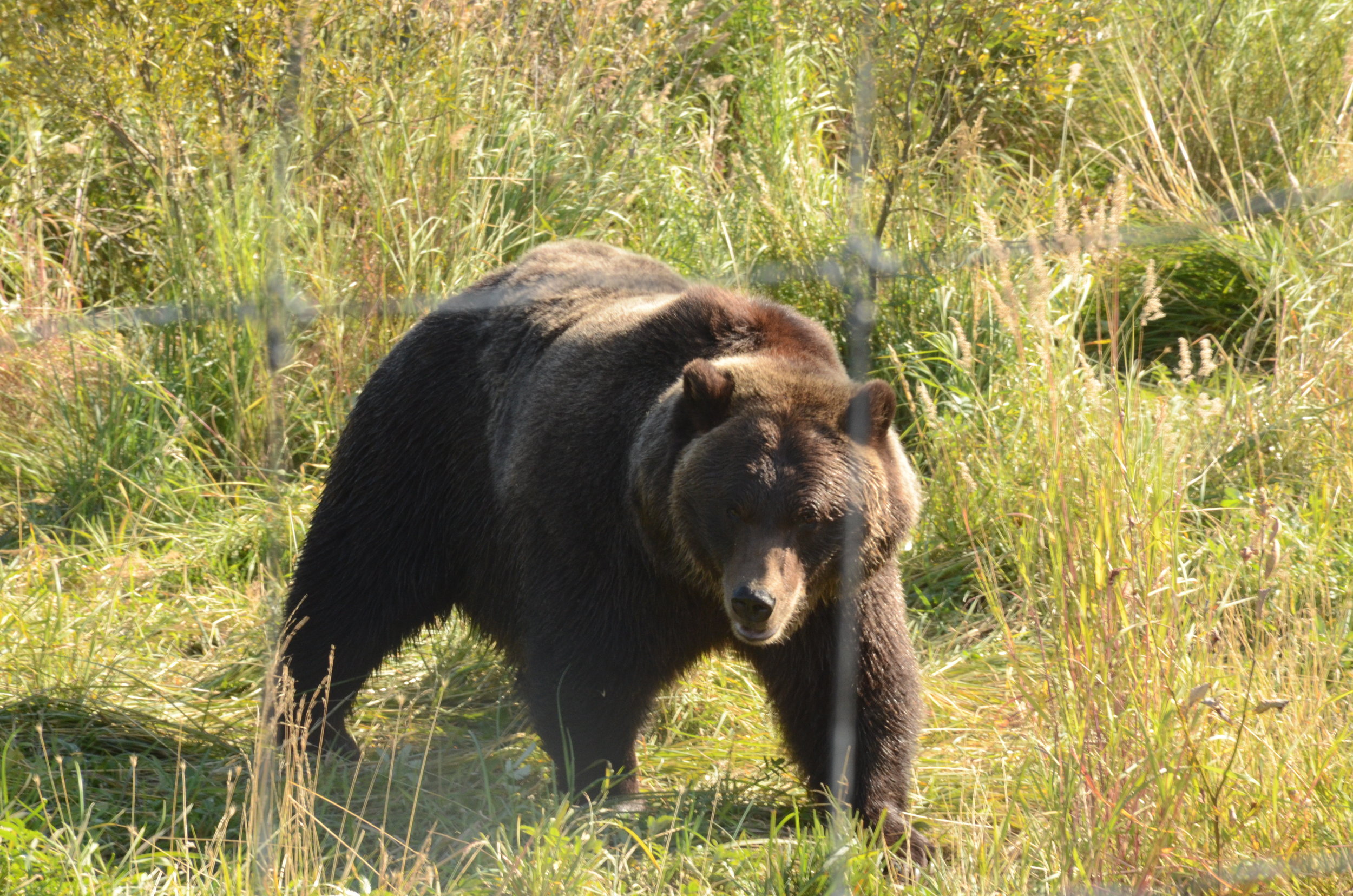  I didn’t find this grizzly in the wild, but in a wildlife sanctuary. 