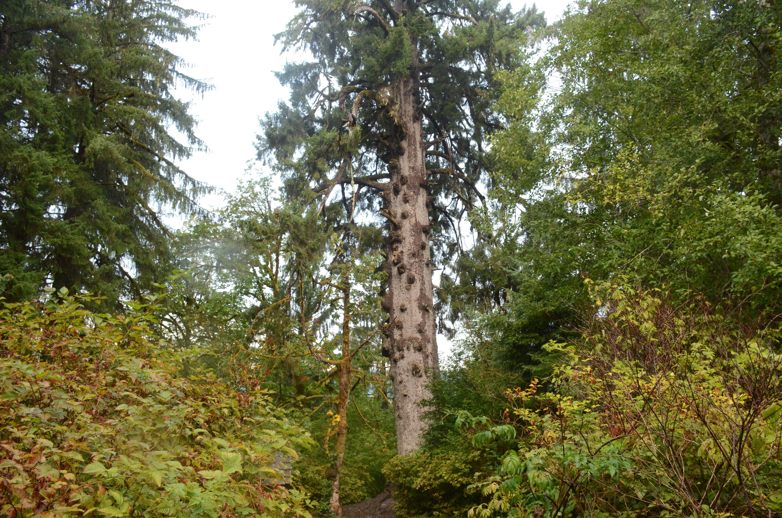  The world’s largest spruce stands by Lake Quinault at the edge of Olympic National Park. 