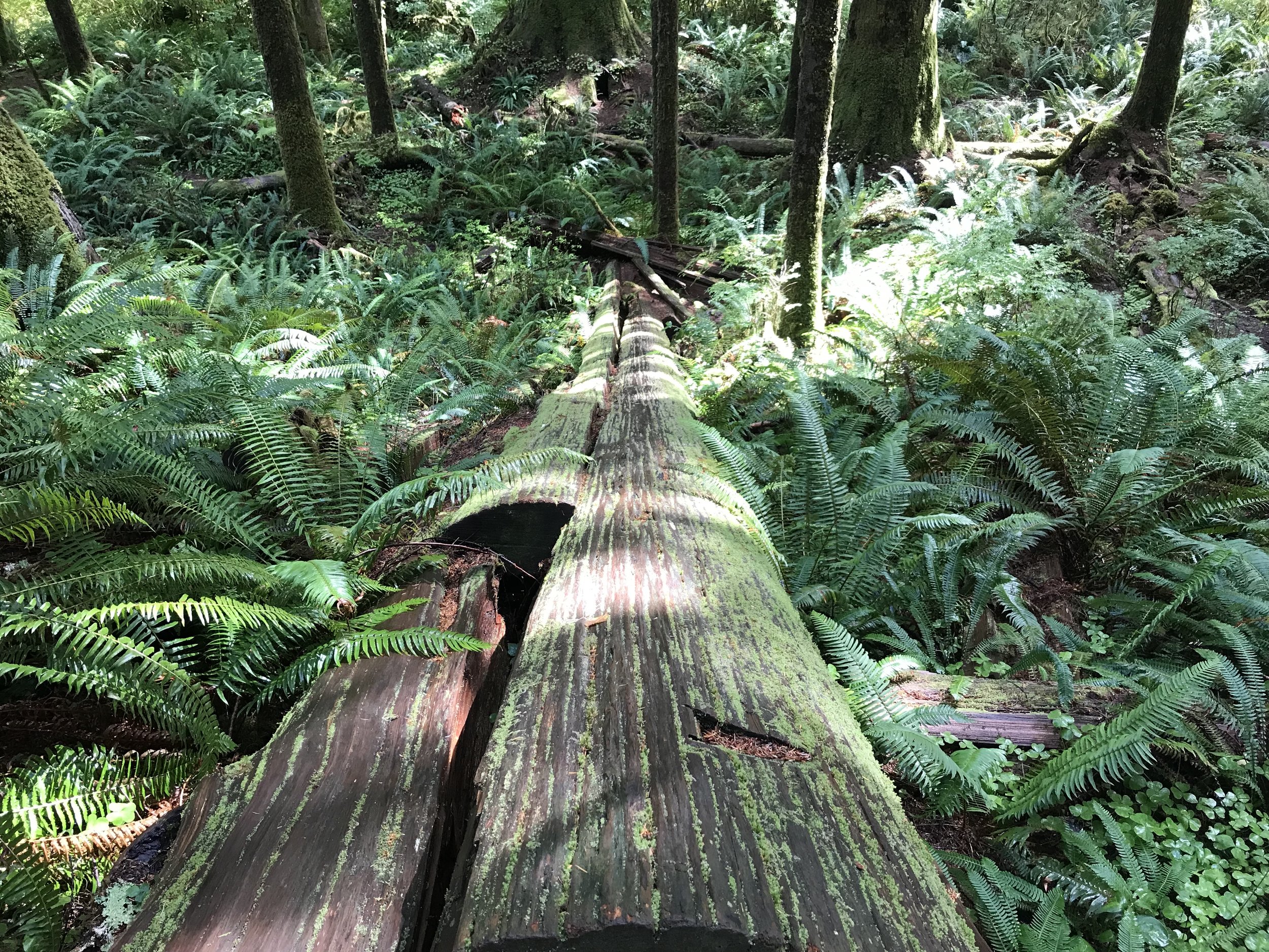  The temperate rainforest teems with energy and life. 