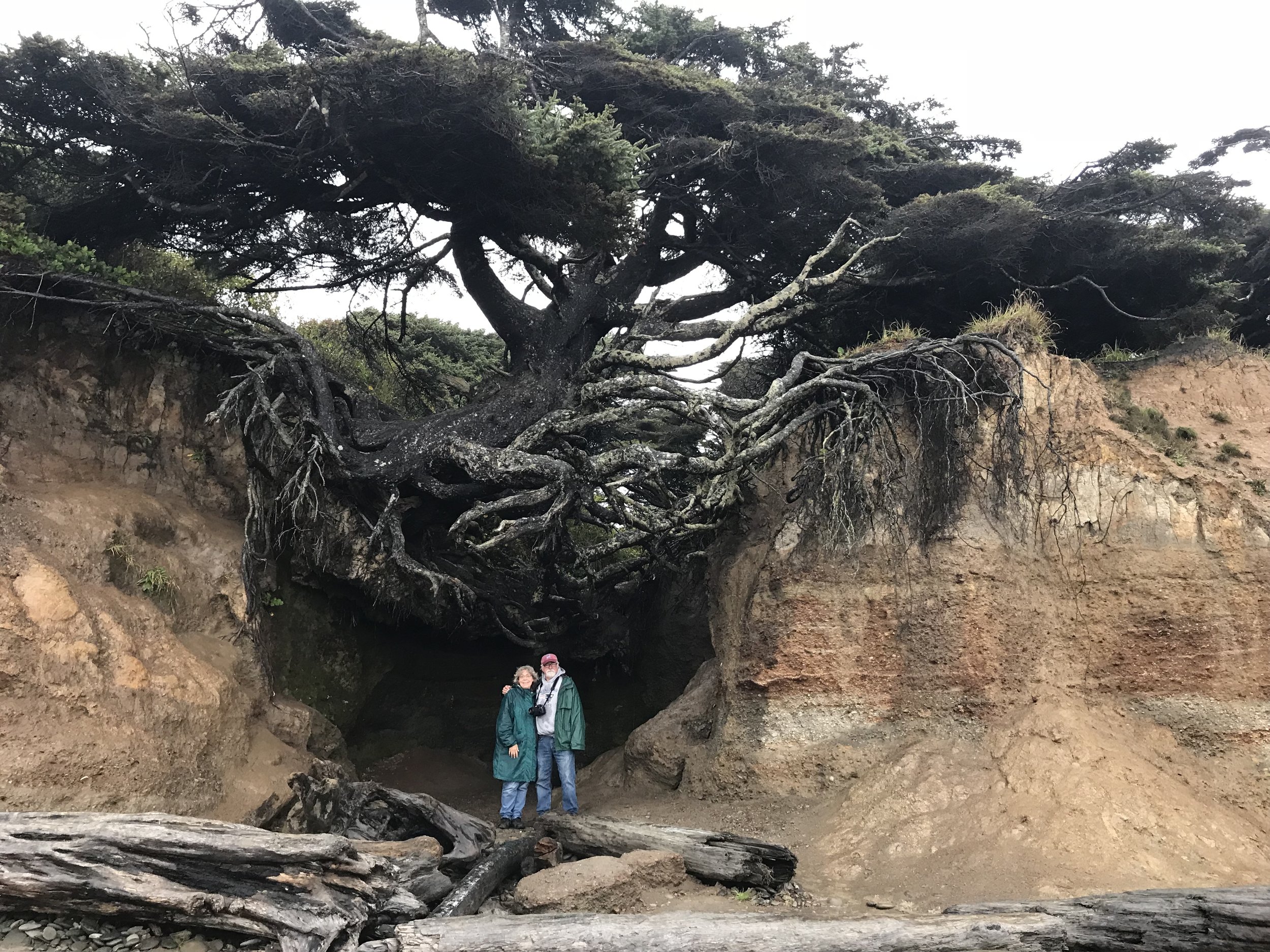  The “tree of life” somehow survives on the Washington coast despite its exposed roots. 
