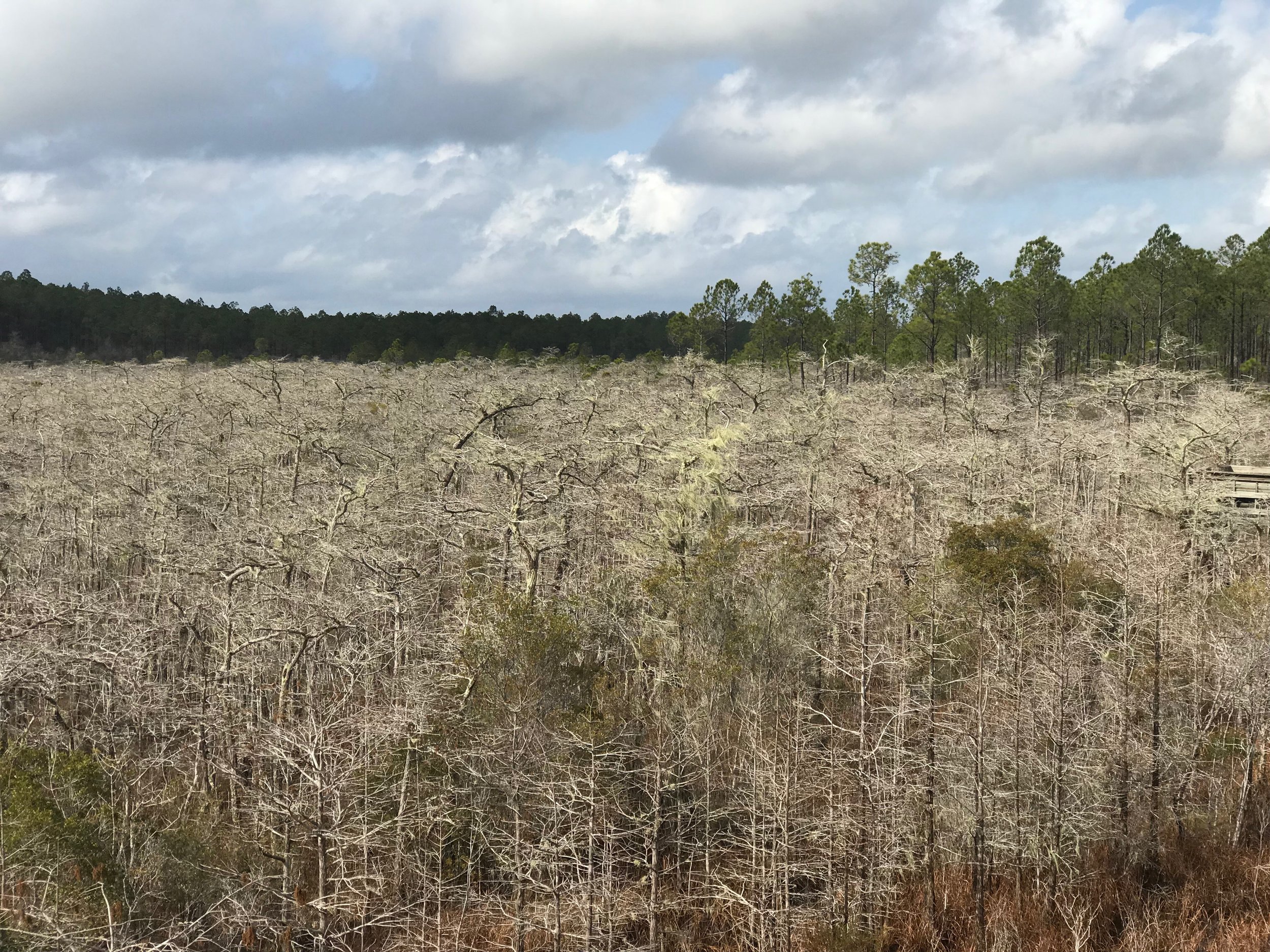  A rare grove of dwarf cypress trees in the middle of Tate’s Hell State Forest. 