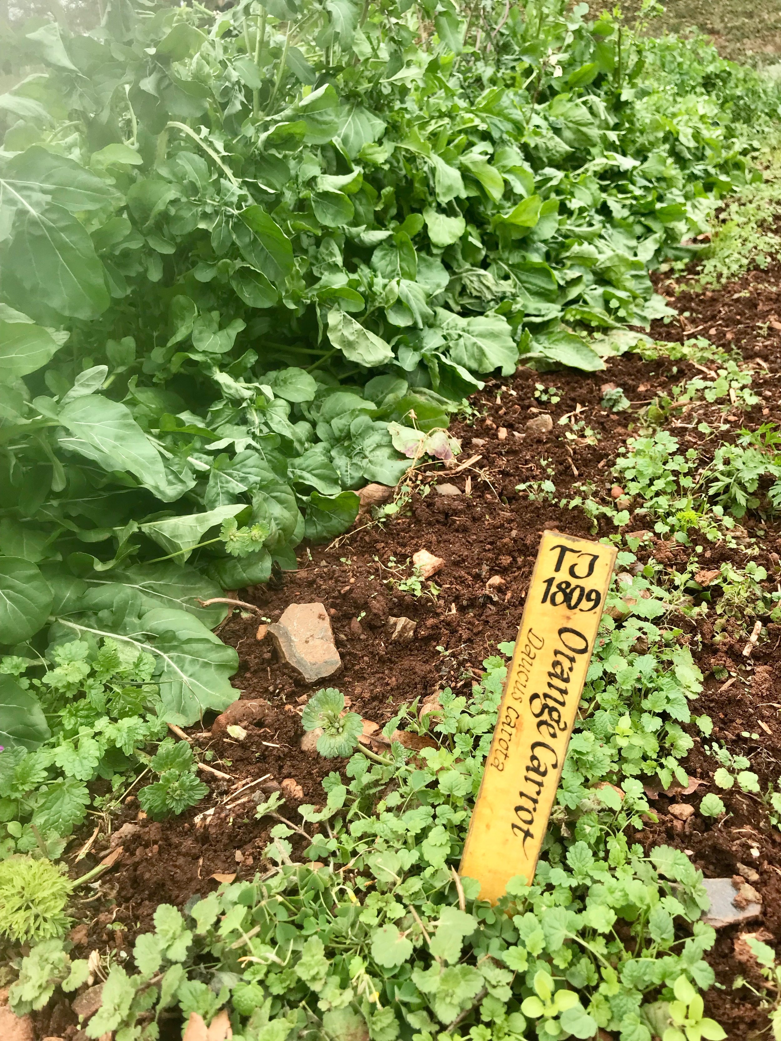  Thomas Jefferson studied horticulture and experimented in his own vegetable garden. Strains he first planted are marked with his initials at his Monticello home.      