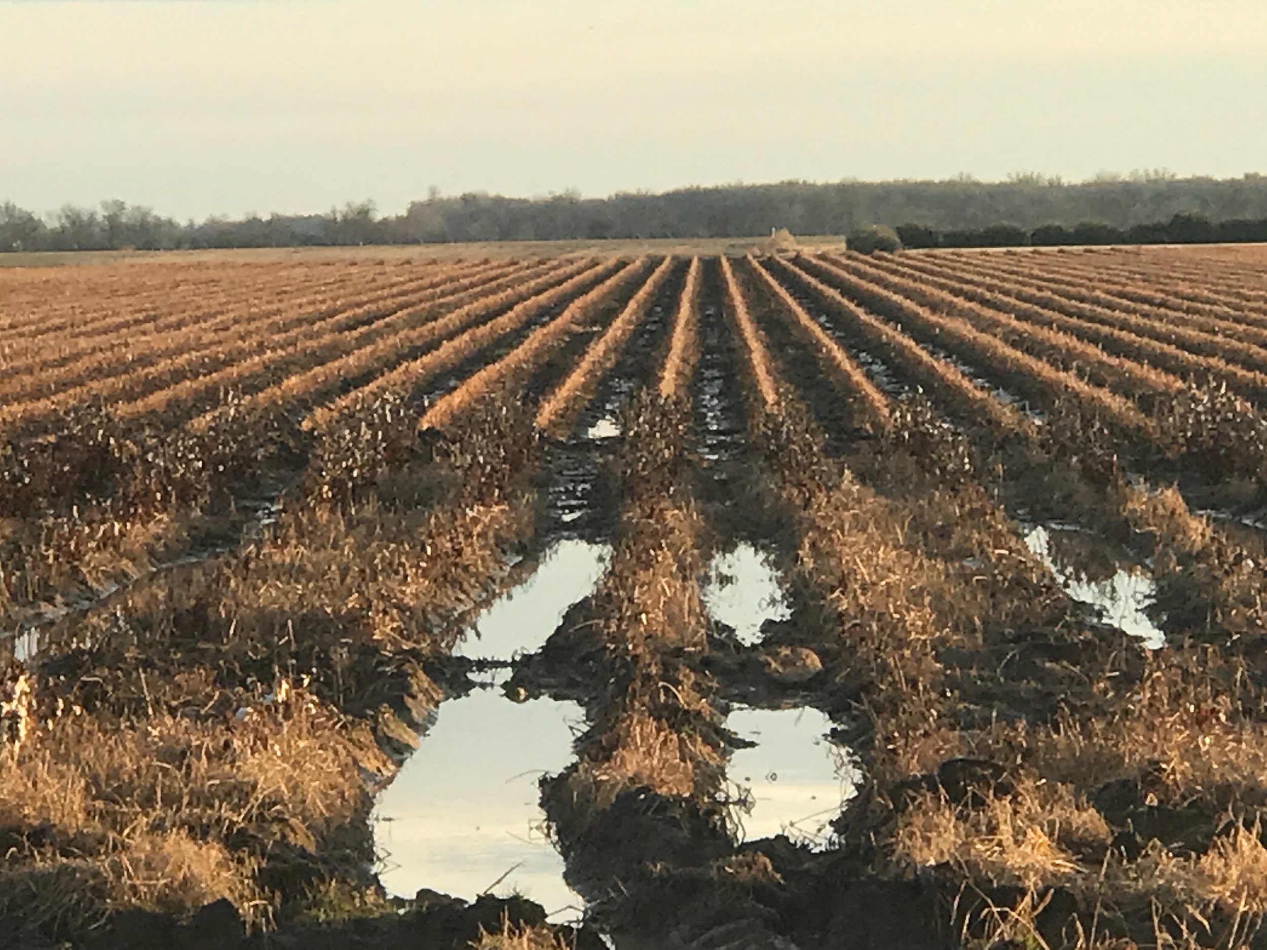  A cotton field in December, Marion, Arkansas. 