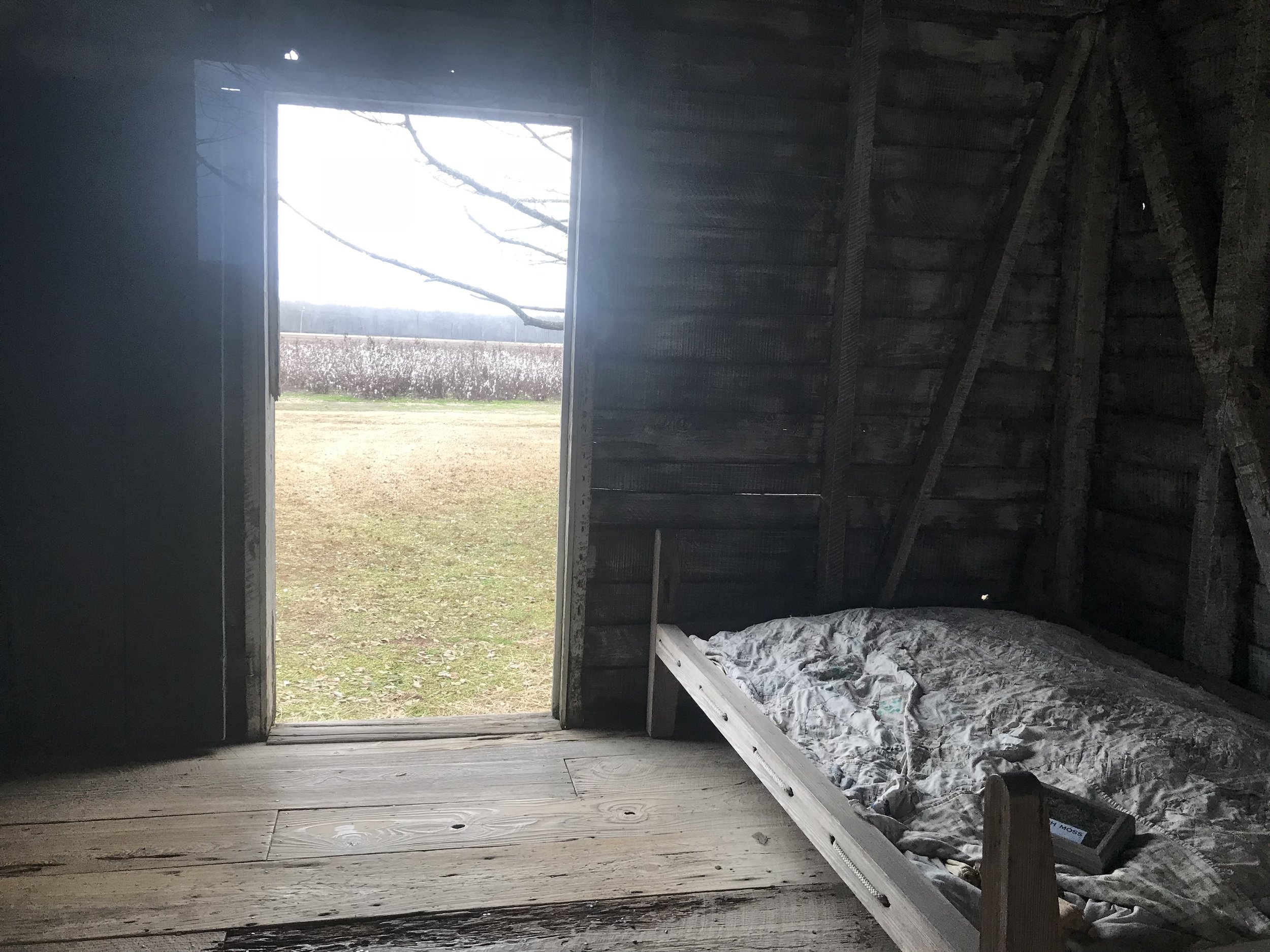  Cotton grows behind former slave quarters at Frogmore Plantation near Ferriday, Louisiana. The owners of the plantation leave some cotton unpicked so visitors in the off-season can see it.      