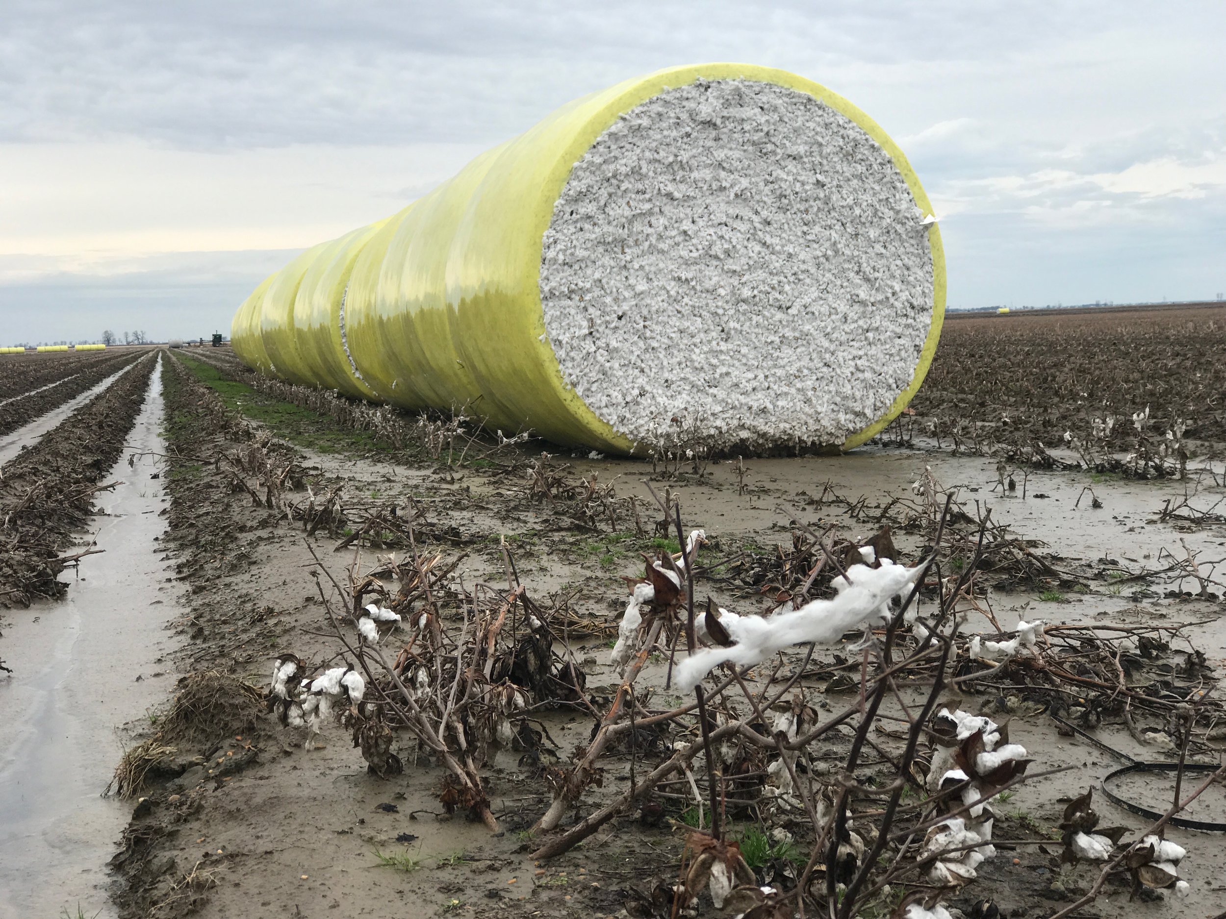  A module of cotton, produced largely without the help of human hands, waits at the edge of a cotton field in Wilson, Ark.      