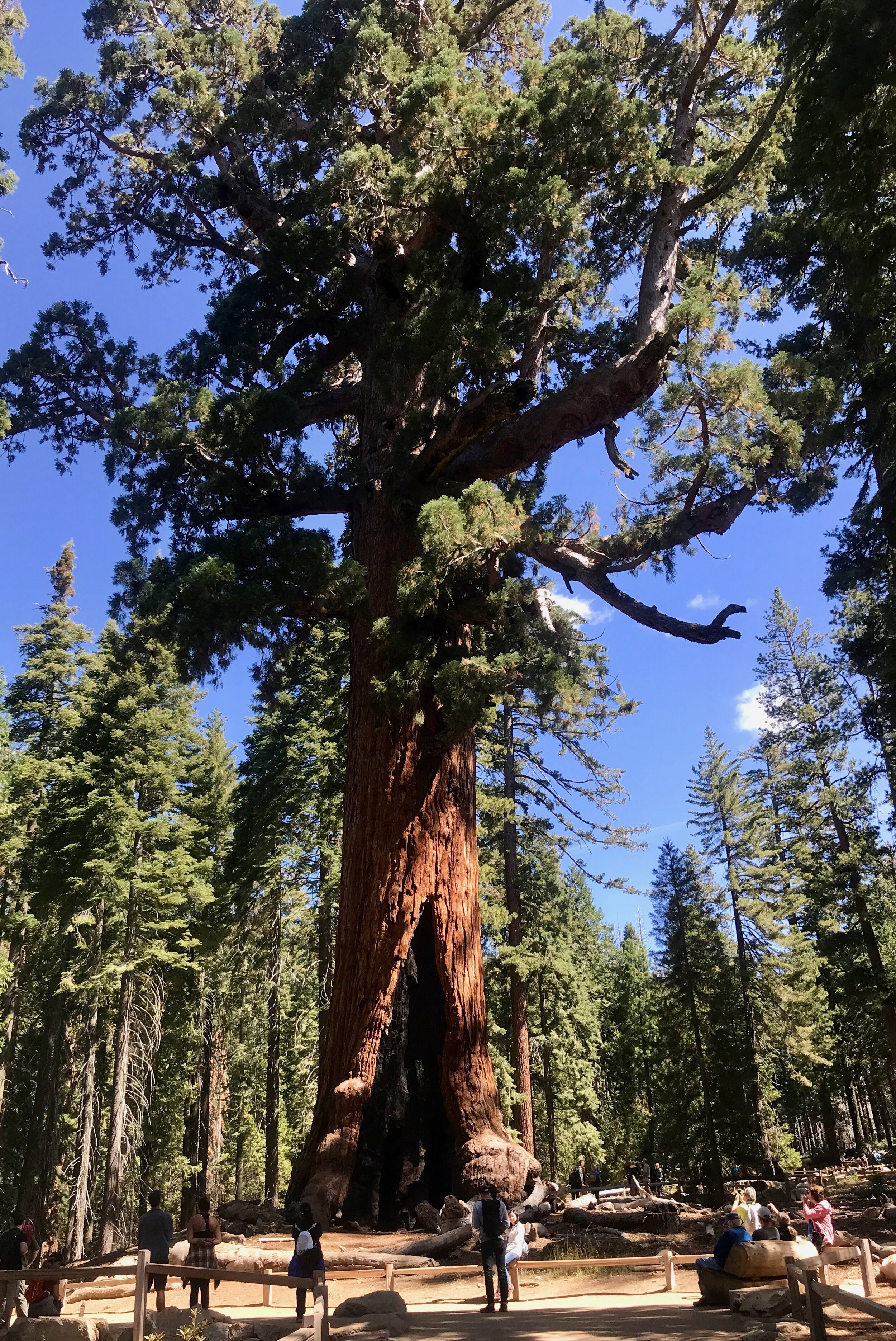  Tourists visit Grizzy Giant, one of the largest giant sequoias in the Mariposa Grove, part of Yosemite National Park. 