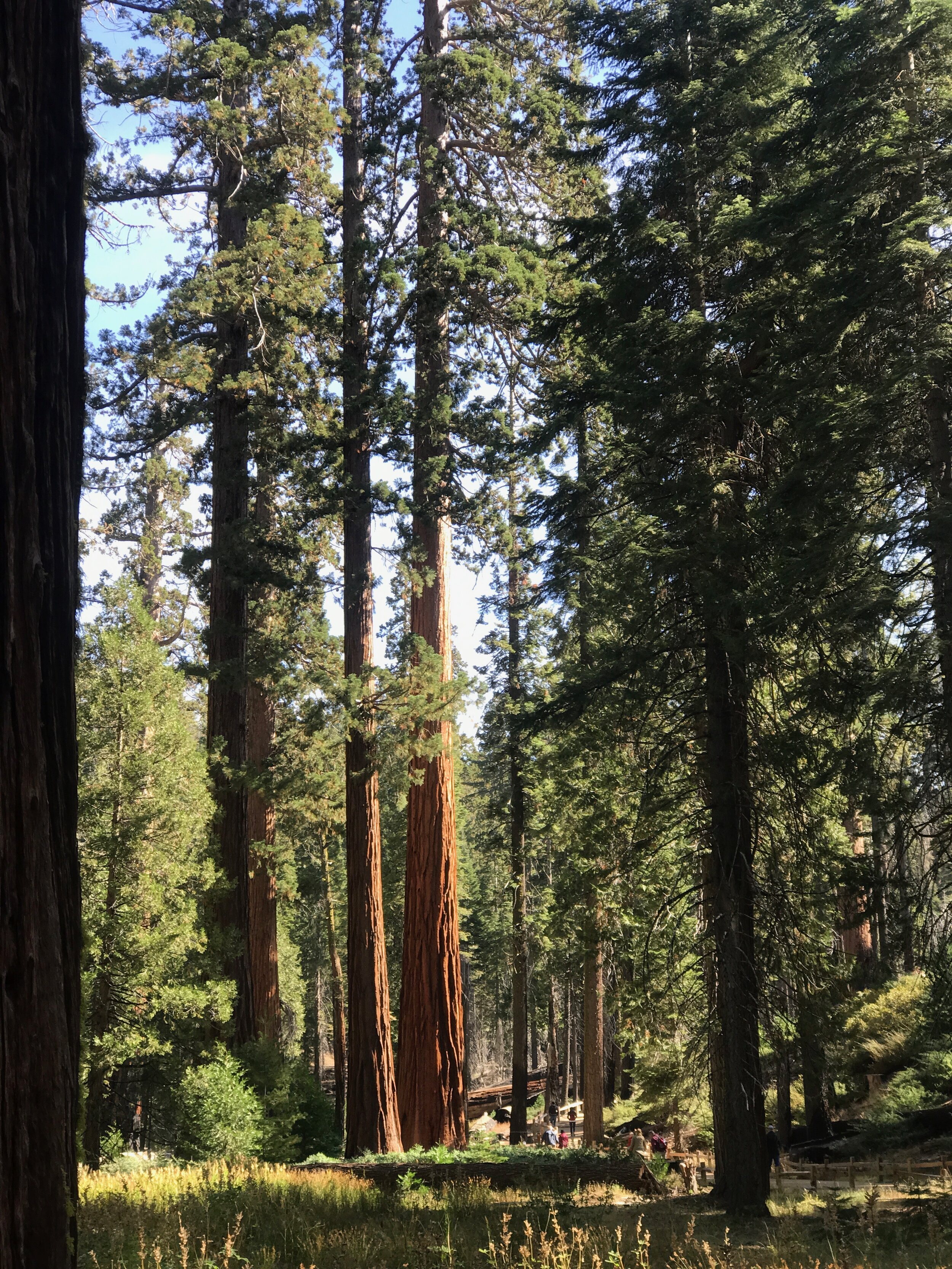 Giant sequoias, part of the redwood family of conifers, in Yosemite's Mariposa Grove. 