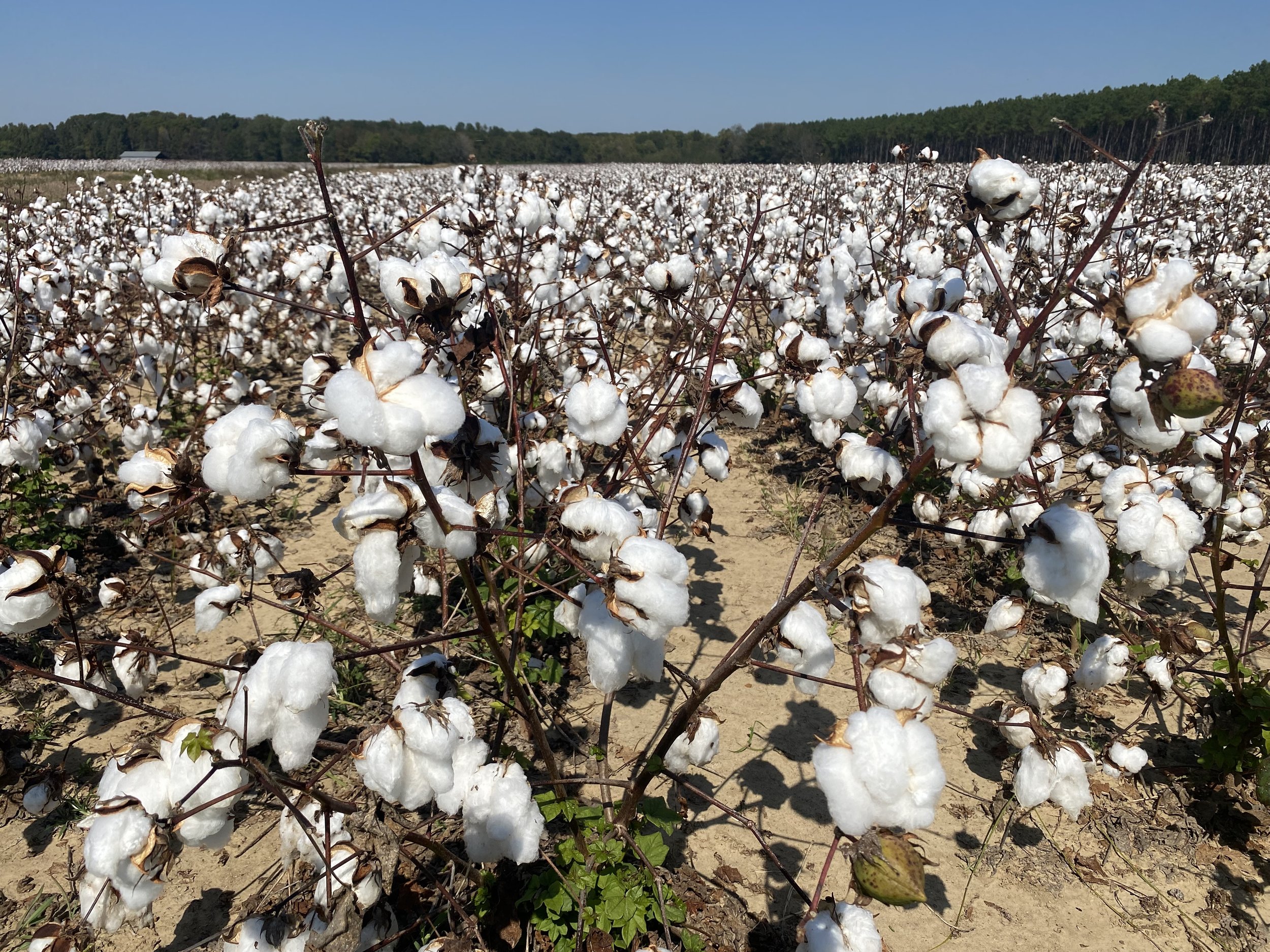  A Mississippi cotton field “white for the harvest.” 