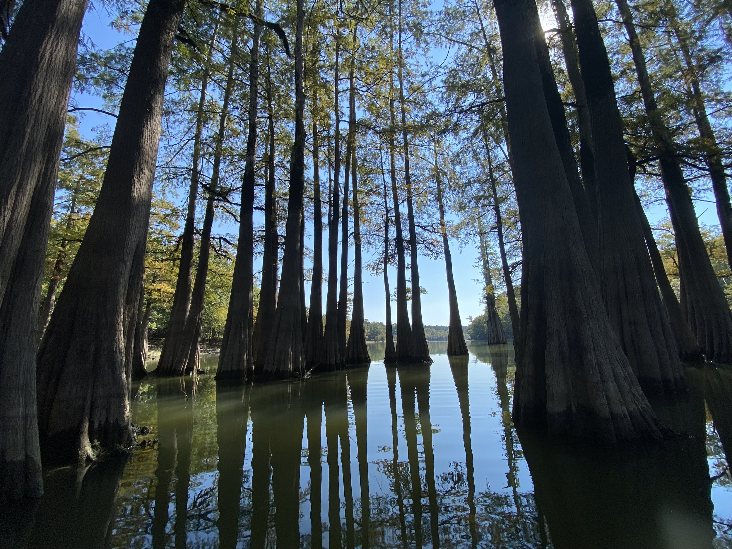  Kayaking among the bald cypress trees in Moro Bay, Arkansas. 