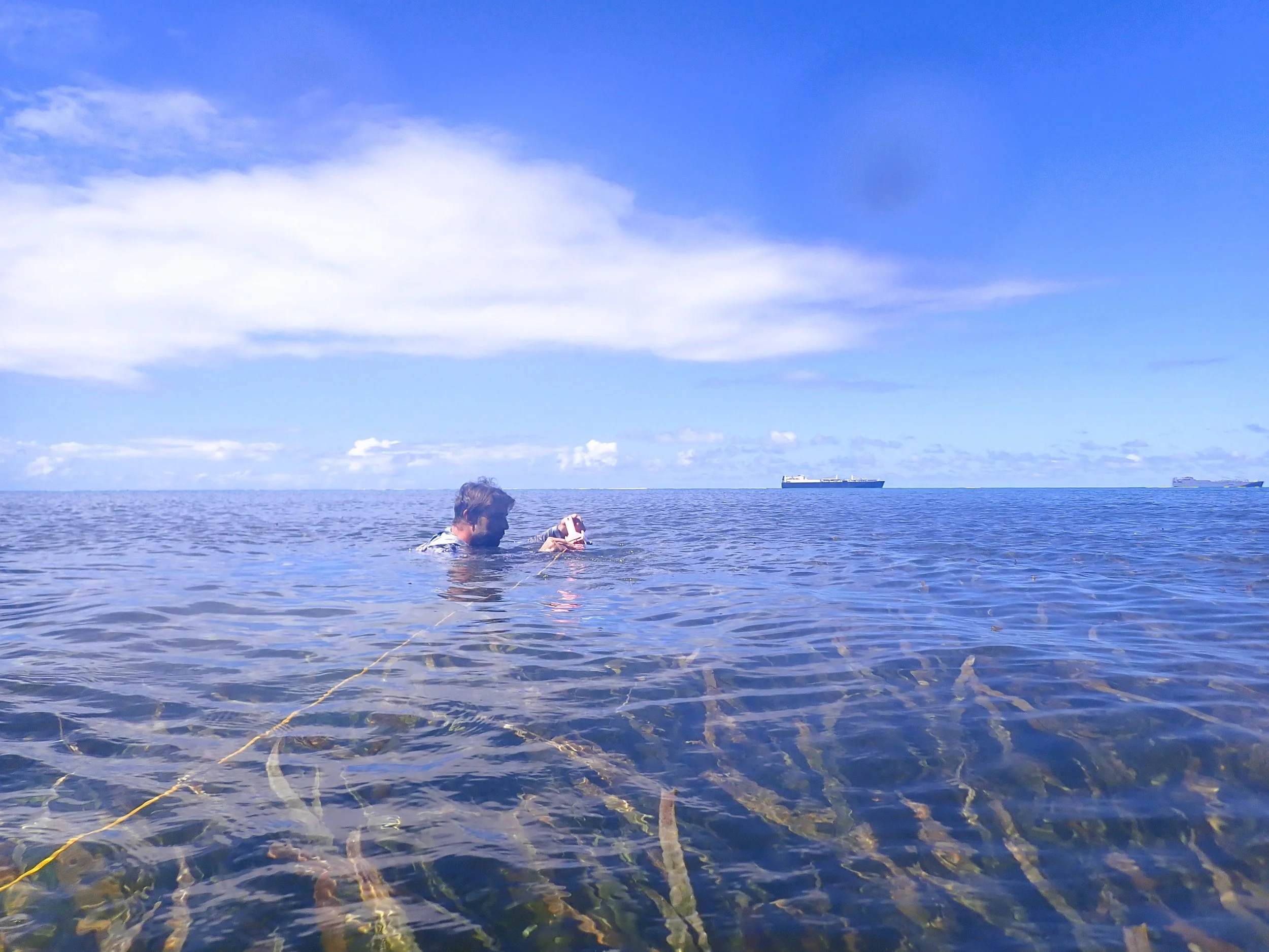PCRP conducts in-water belt transect surveys of the Enhalus seagrass beds that dot the adjacent Saipan Lagoon.