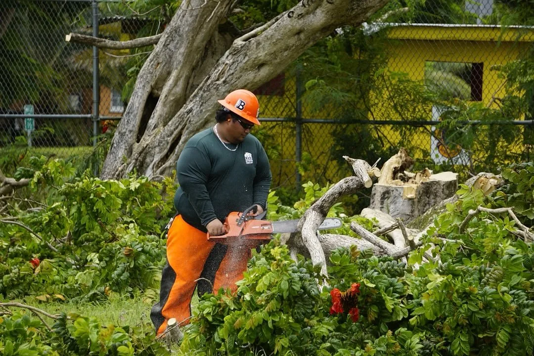 🌳 Last Friday, the forestry team went up to Tanapag Middle School (TMS) for African Tulip (AT) tree fellings. We were able to cut down five AT trees alongside the fence and one that was growing out of the stage roof gutter! 

The AT trees are beauti
