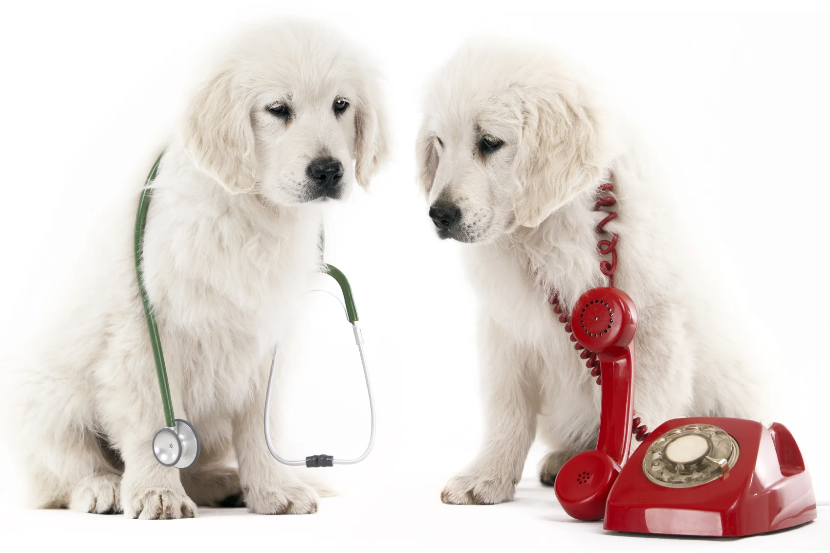after hours emergency vet near me