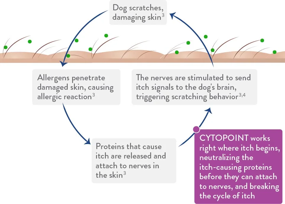 dog itching injection