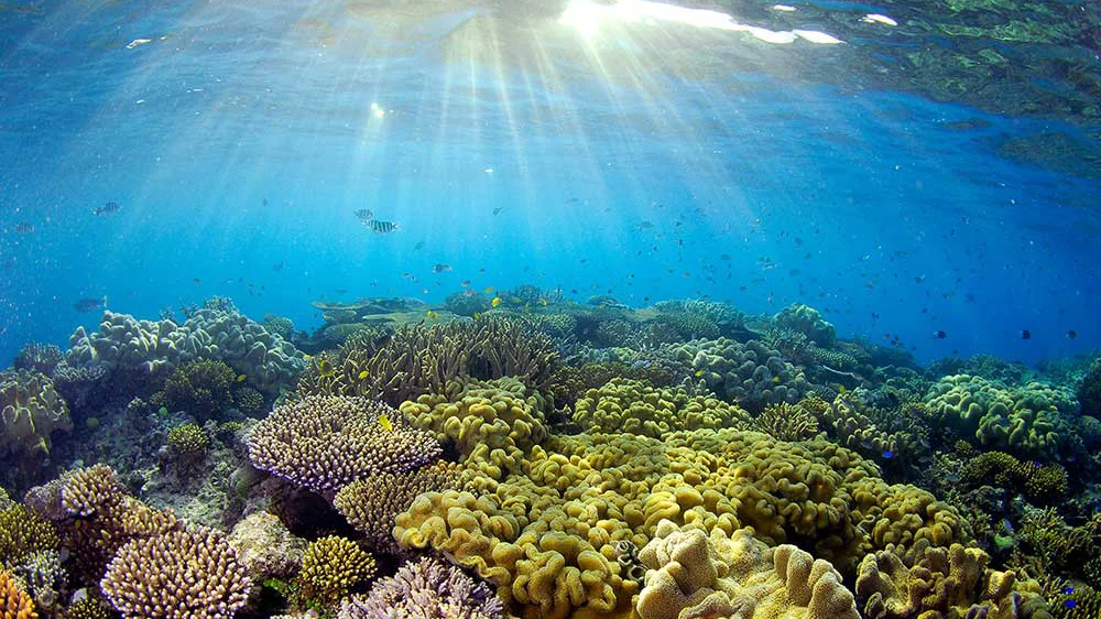 The great barrier reef