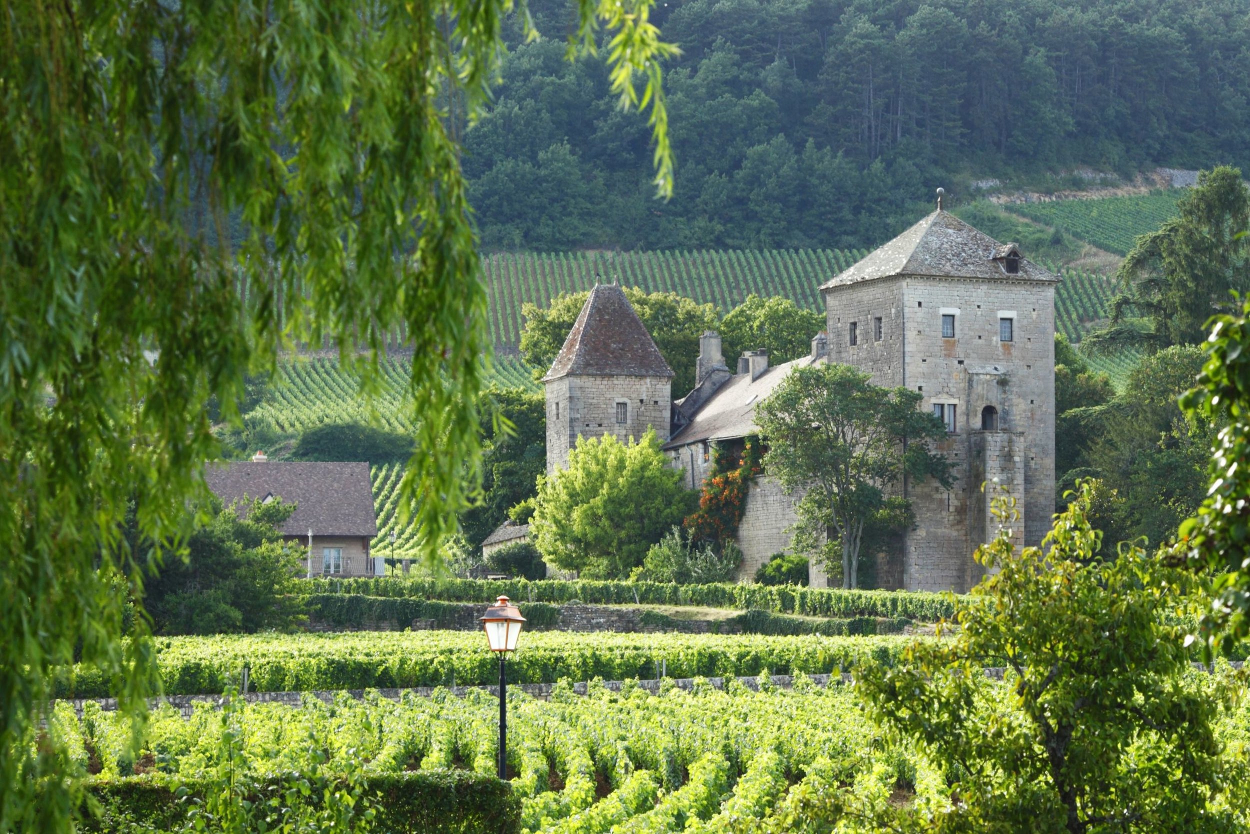 Burgundy-Gevrey-Chambertin-21709126_l.jpg
