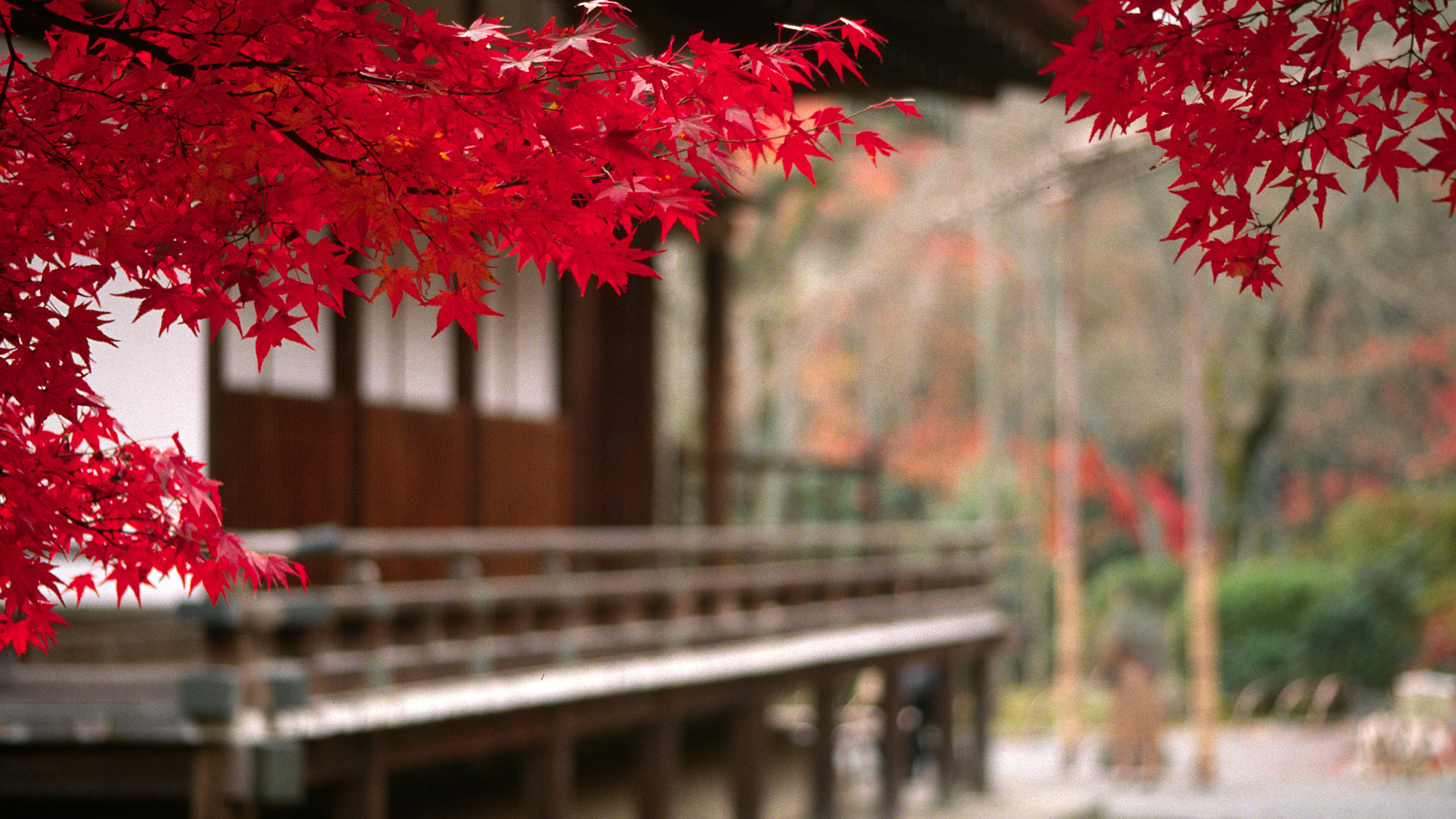autumn16-9.jpg