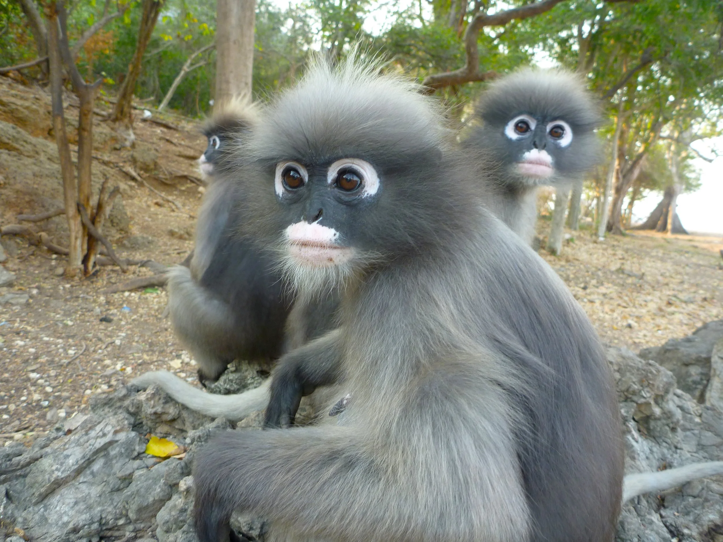 P1040054-thailand-south-GHTC110131-langur-monkeys.JPG
