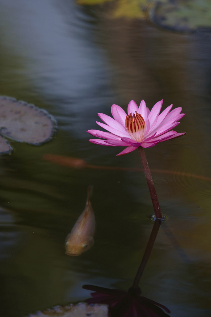 _MG_2367-laos-luang-prabang-lilies-at-national-museum.jpg