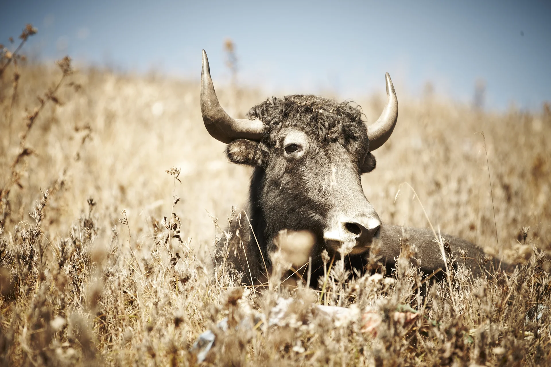 1DM44885-cow.jpg