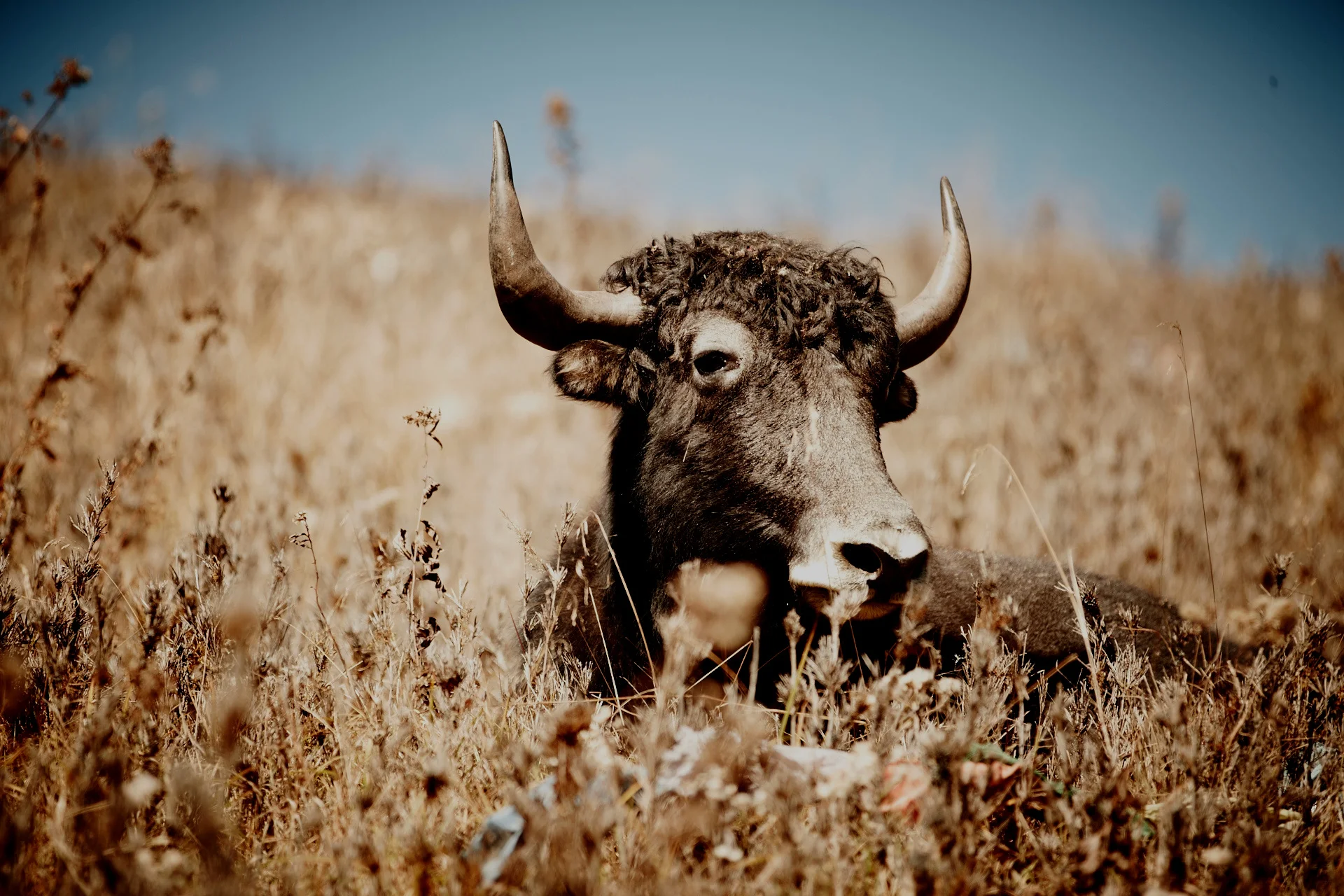 1DM44885-cow.jpg