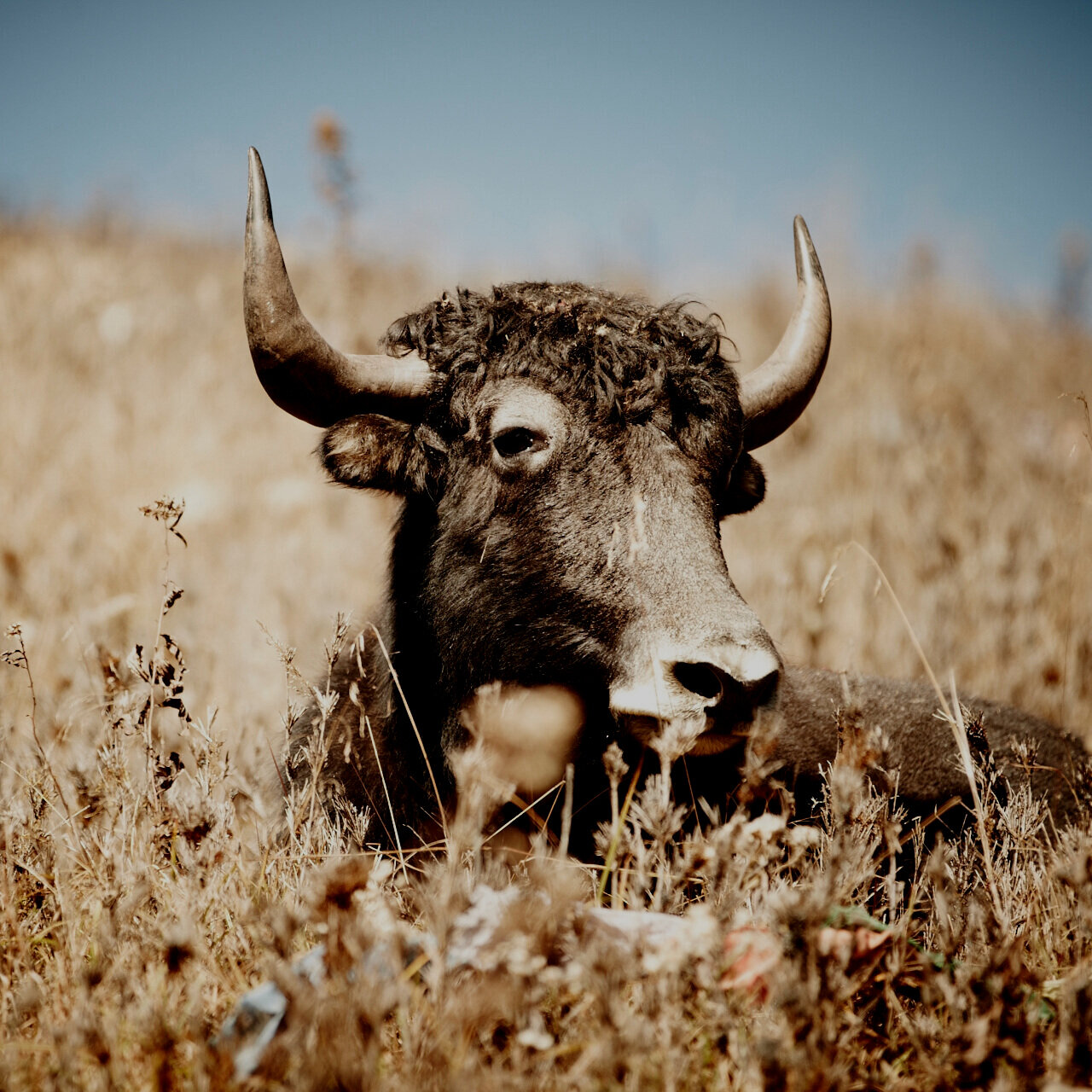 1DM44885-cow.jpg