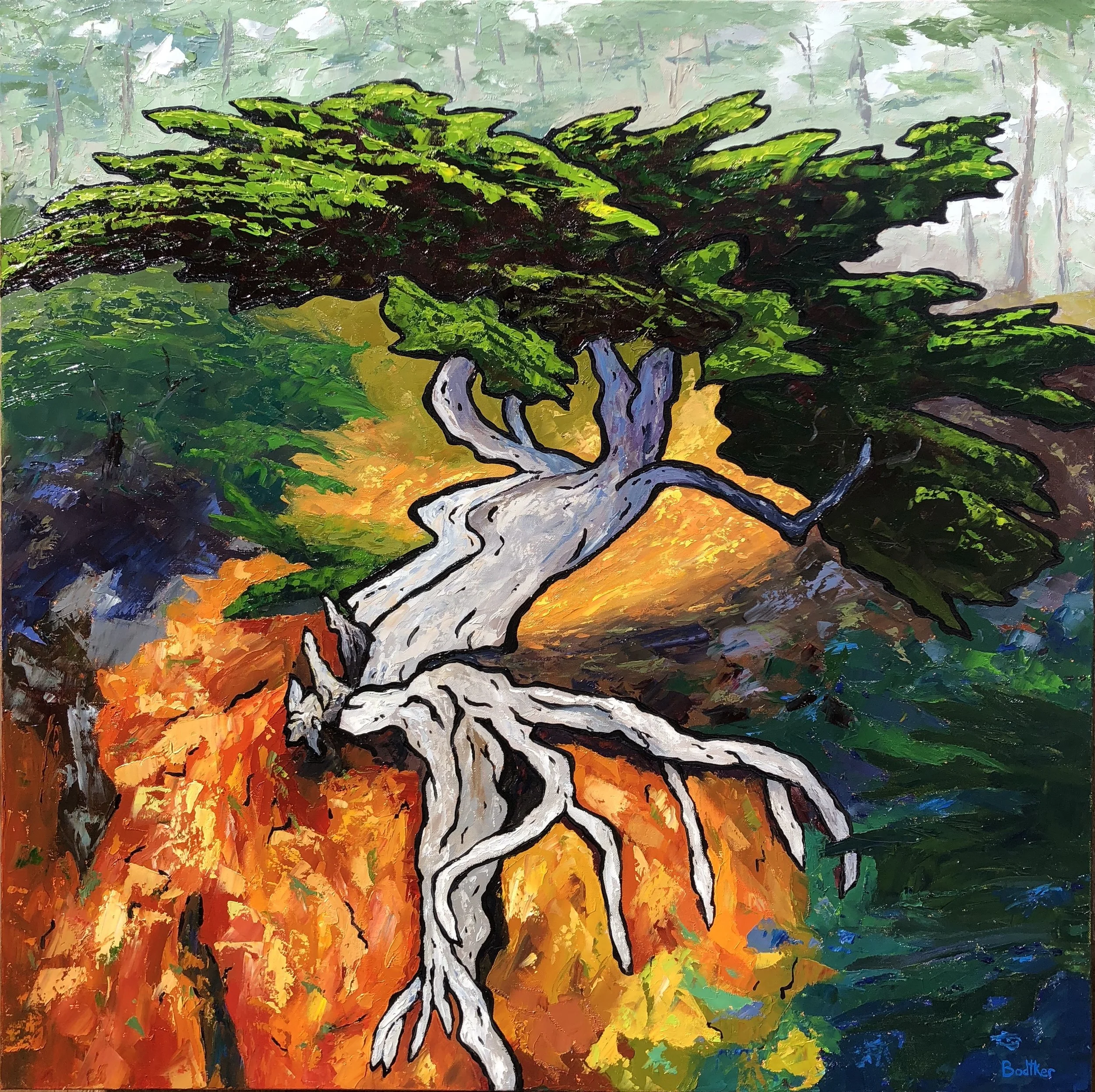 Old Veteran at Point Lobos - 36x36