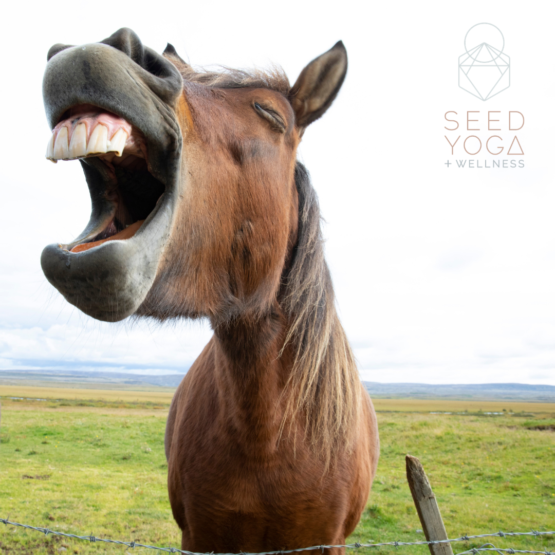 Laughter Yoga with Geri Griffiths. Free for Seed Members